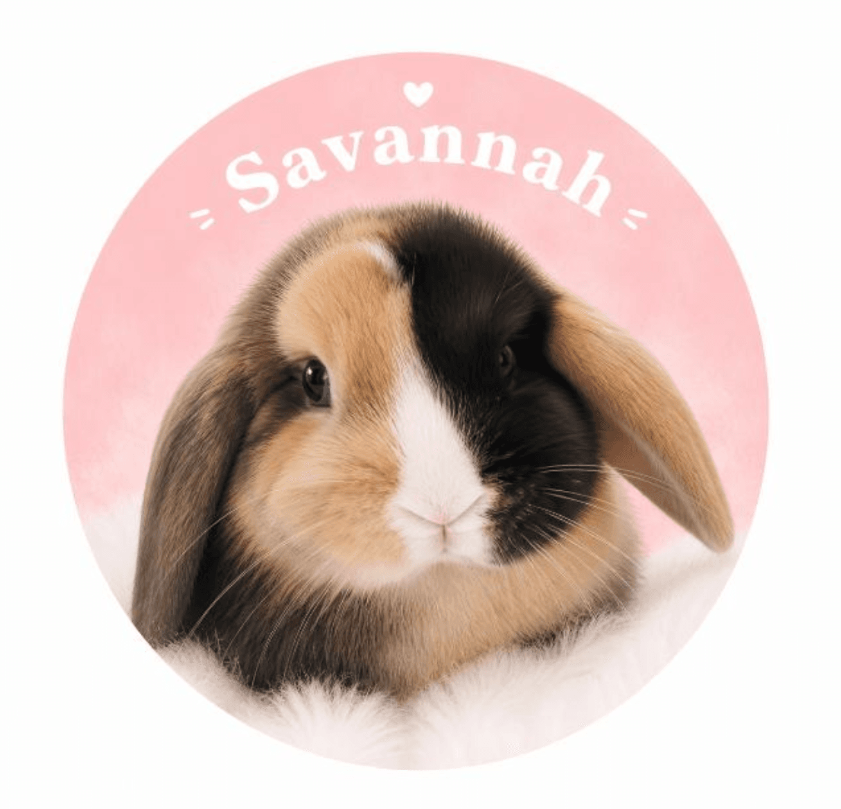 Coelhário Savannah