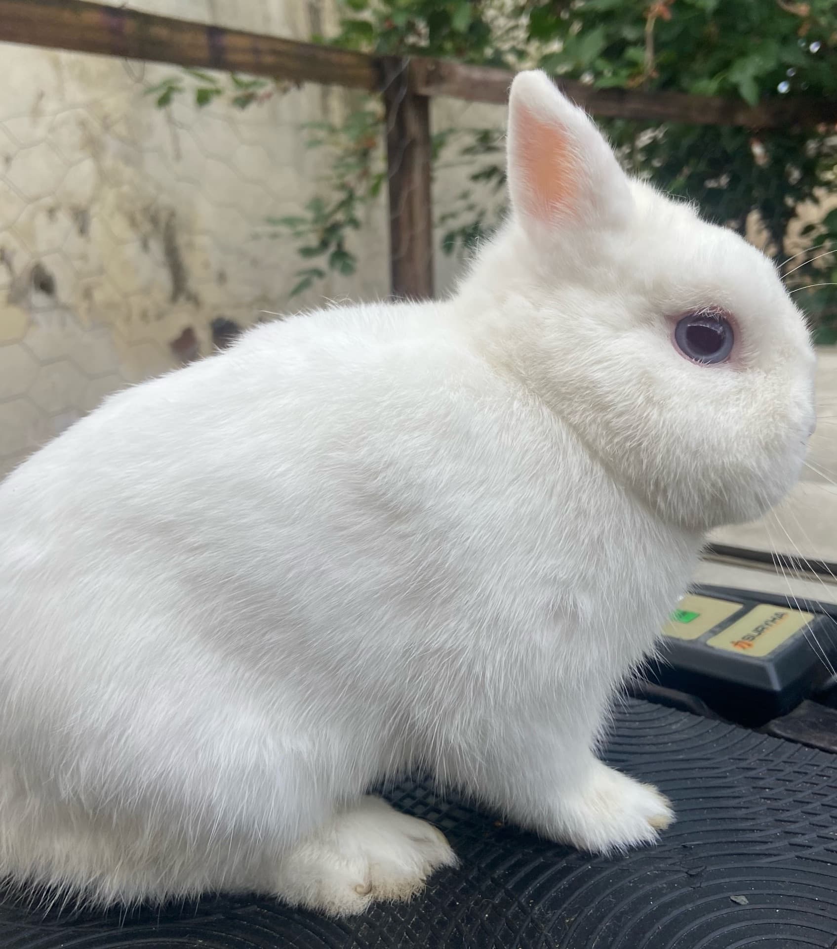 Mini coelhos Maringá