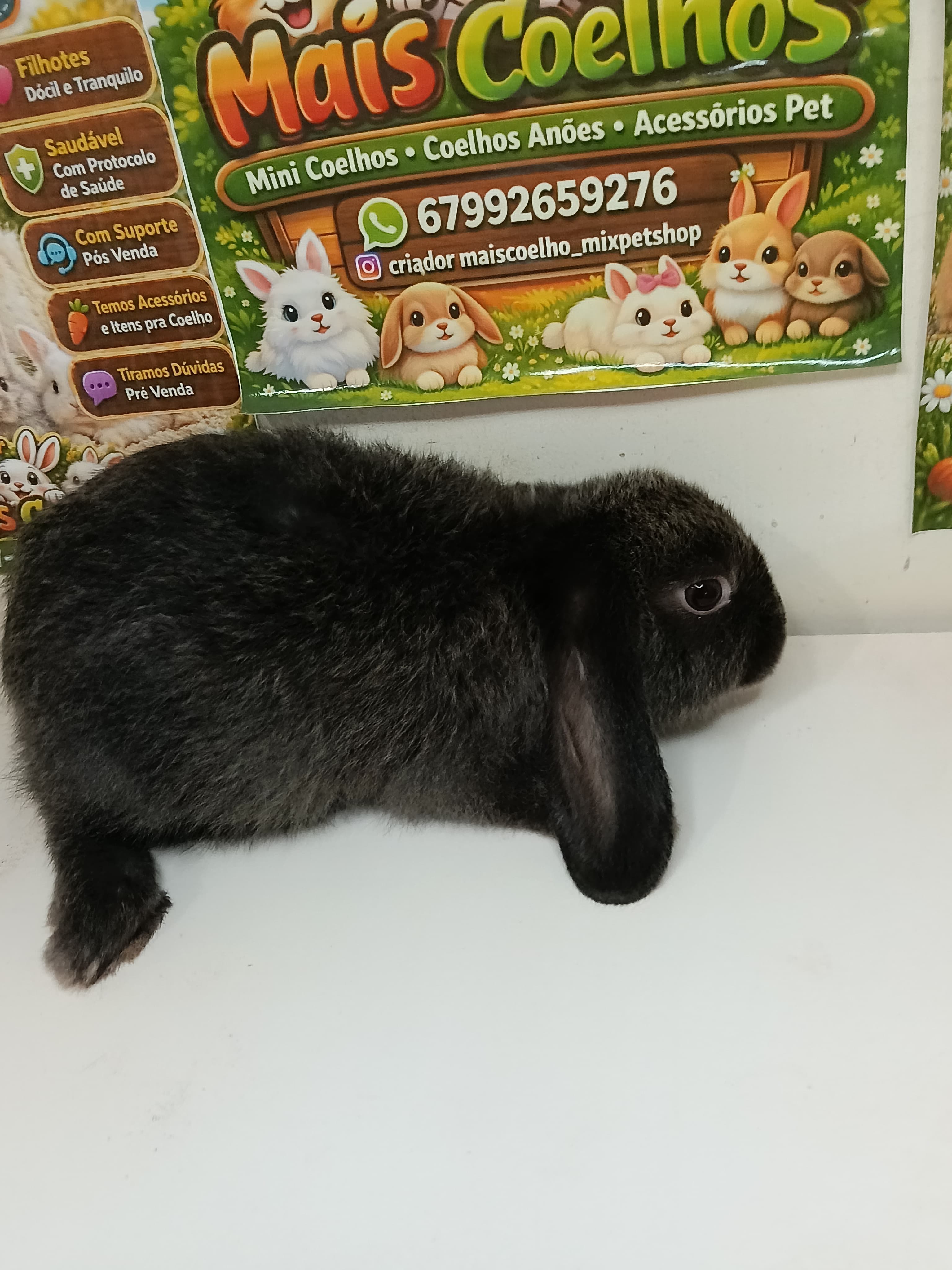 Mini Lop Linhagem Uruguai