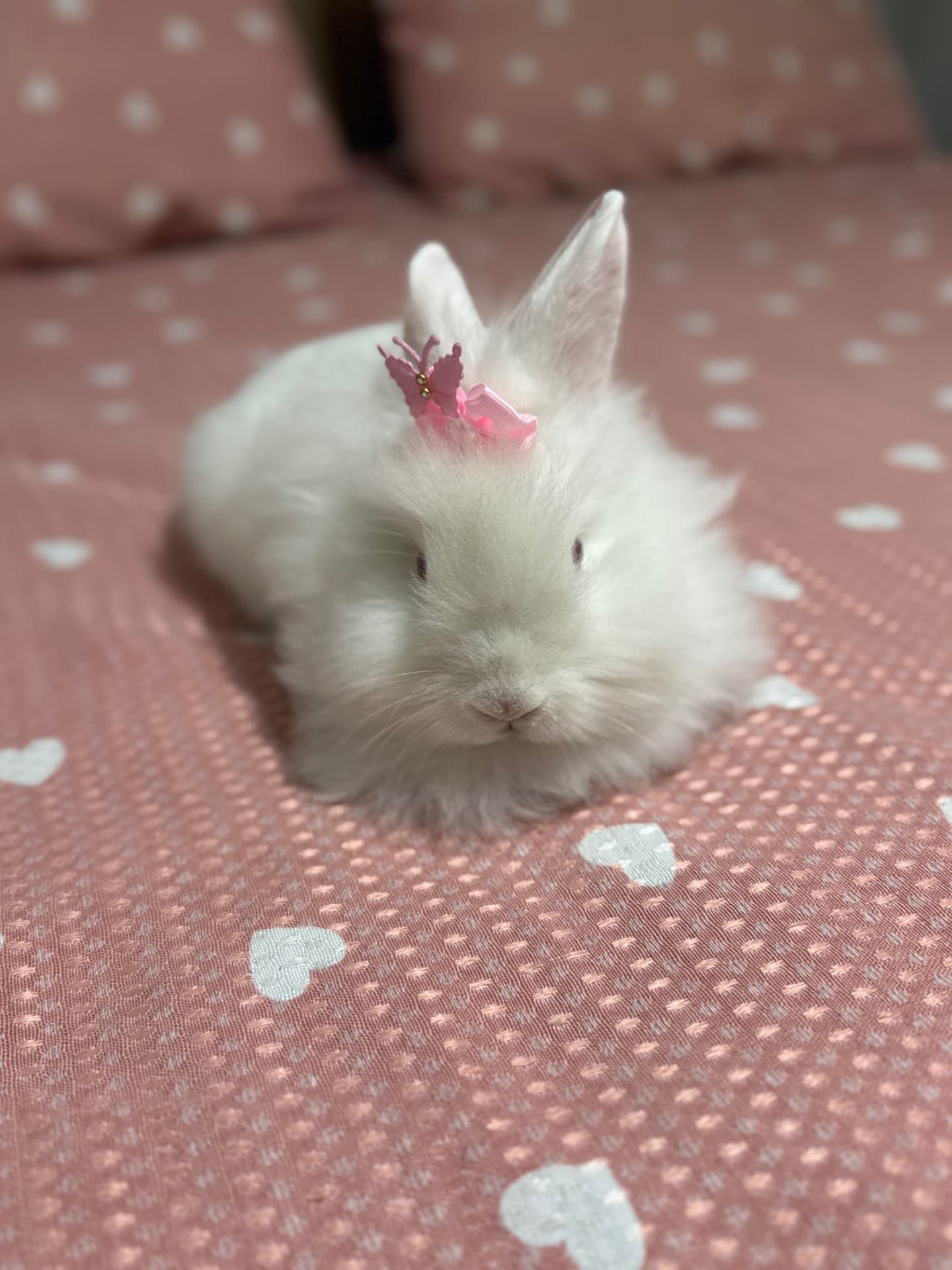 Fifi