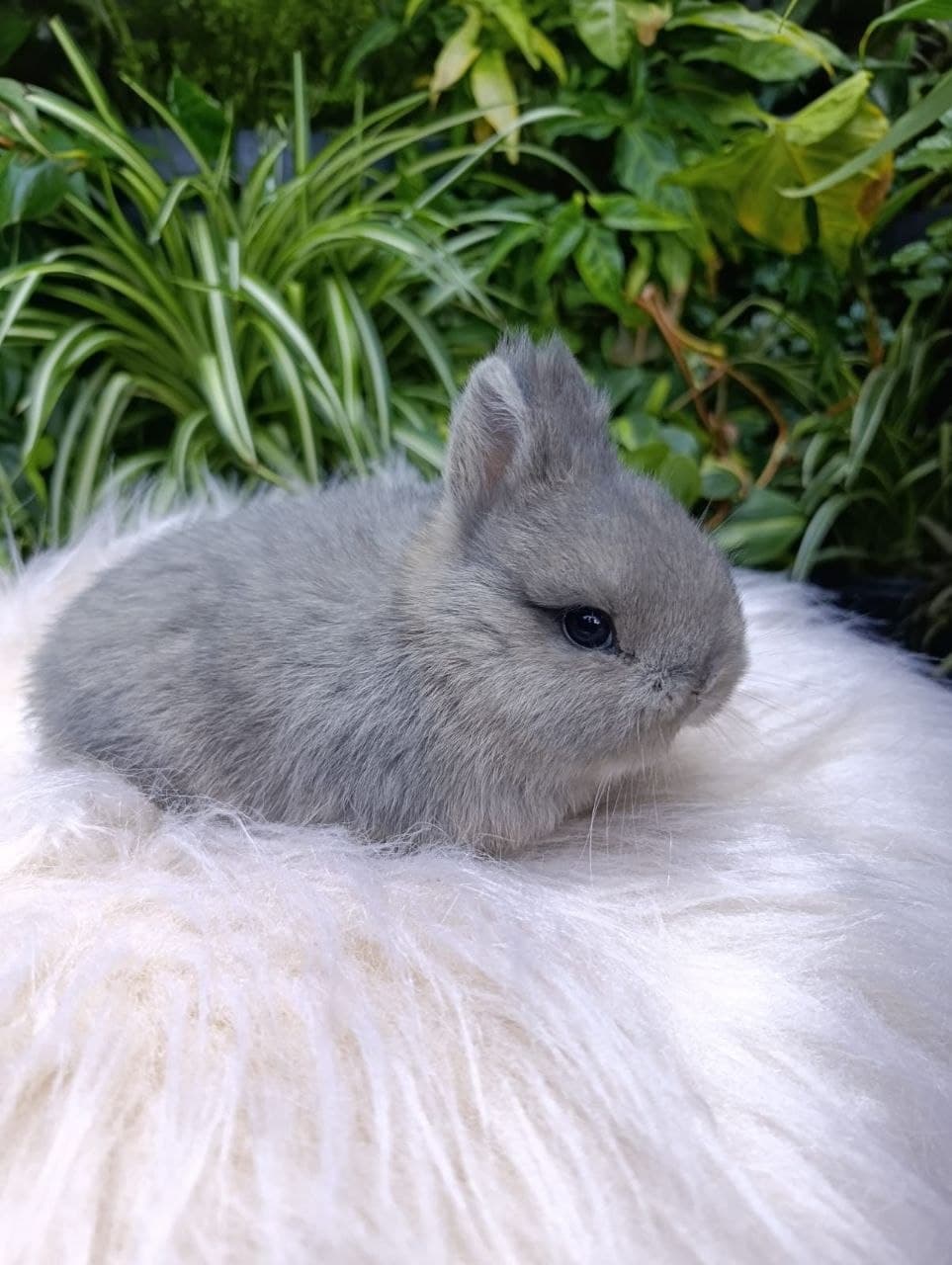 Netherland Dwarf (Anão Holandês)