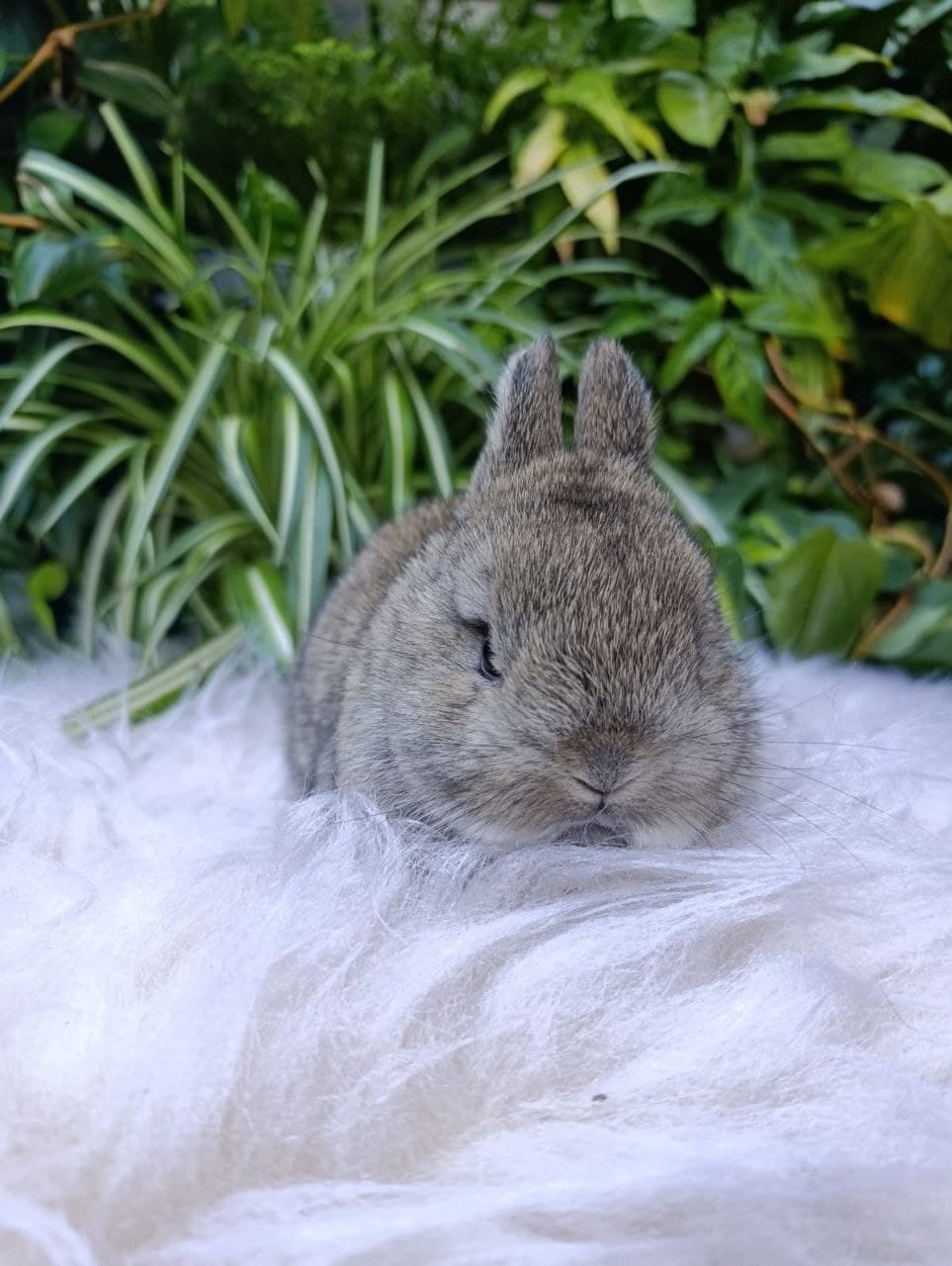 Netherland Dwarf (Anão Holandês)