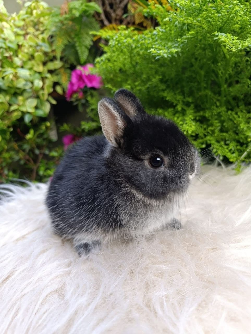 Netherland Dwarf (Anão Holandês)