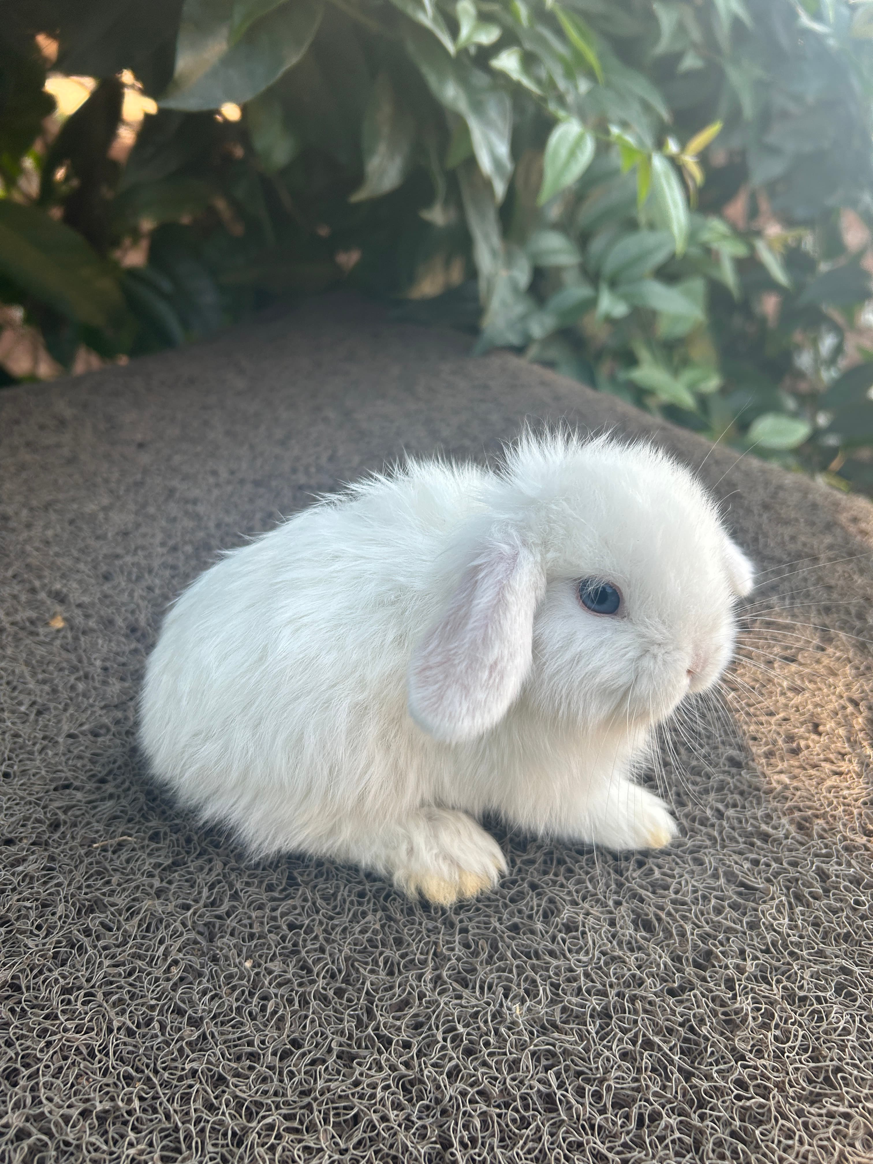 Bibi