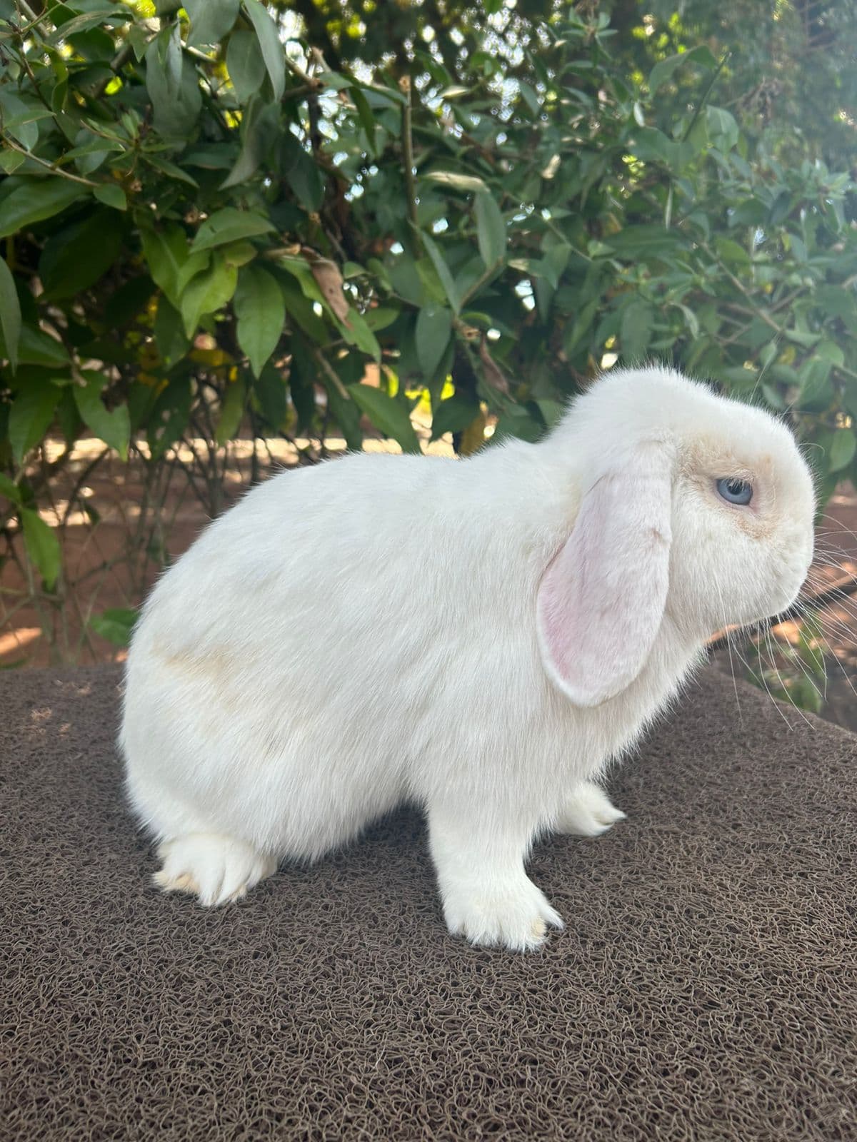 Pai