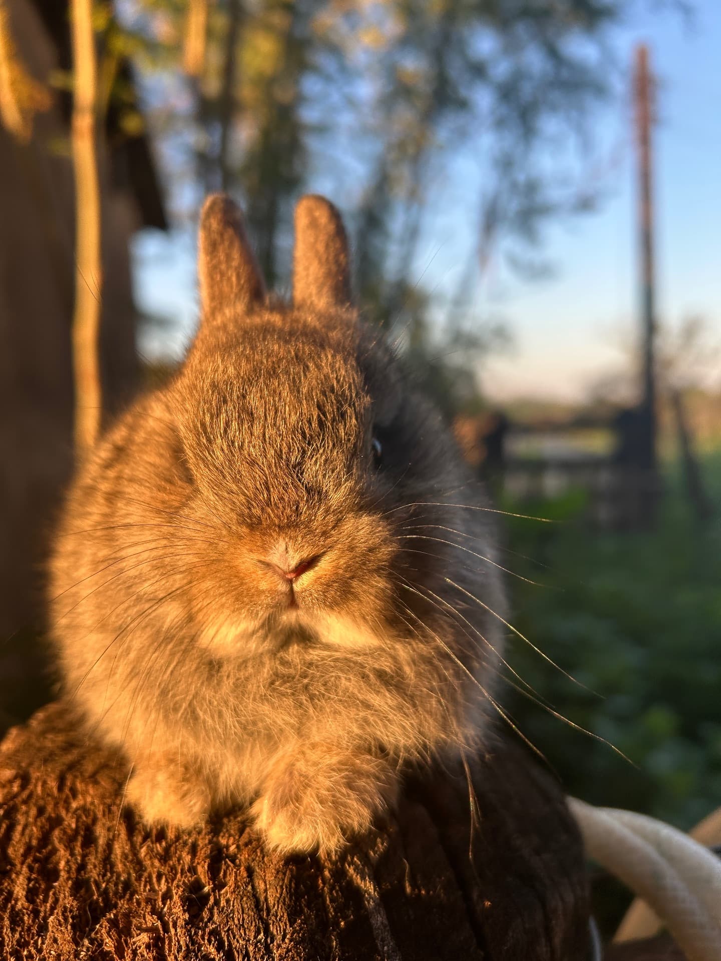Netherland Dwarf (Anão Holandês)