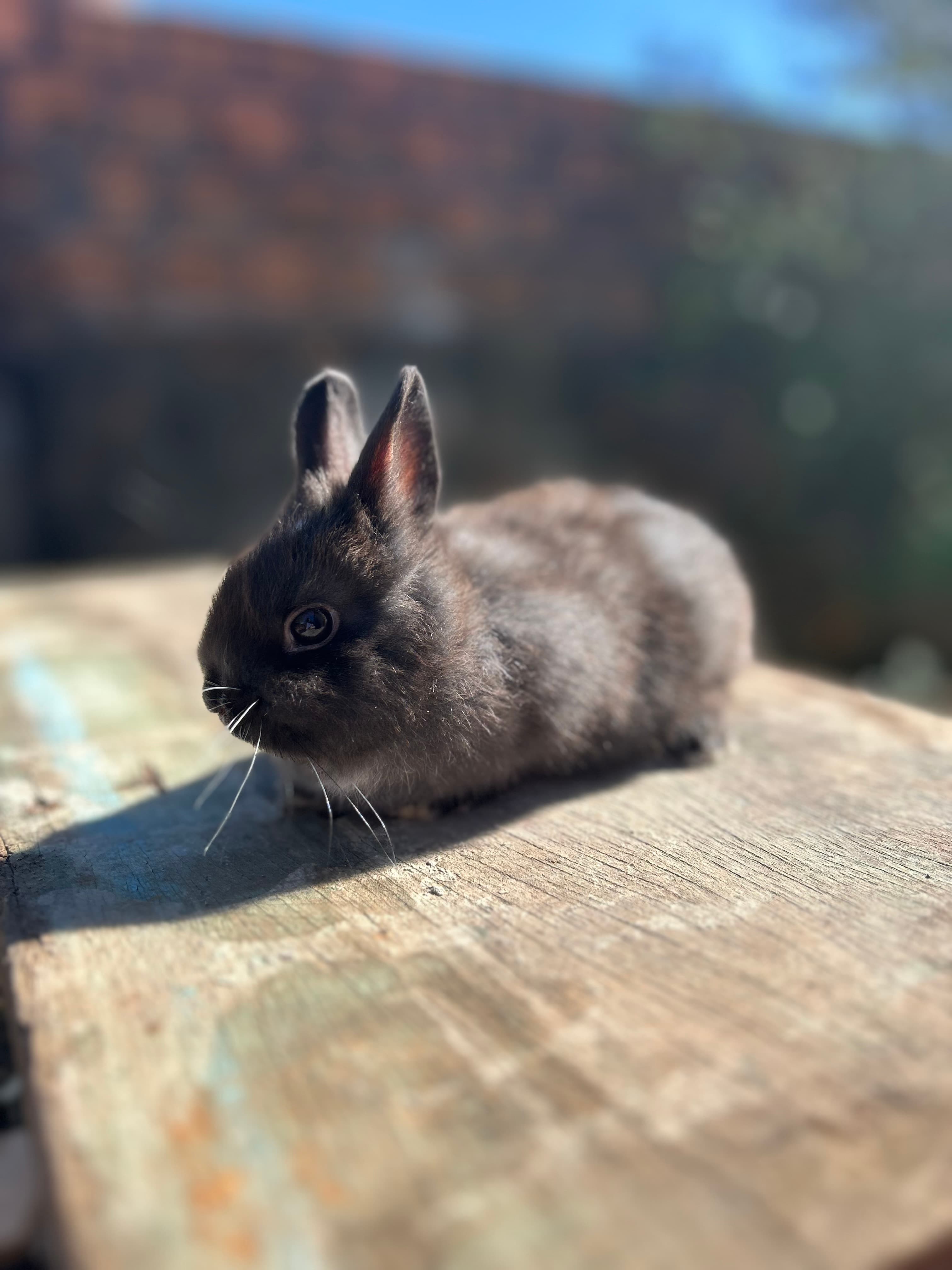 Netherland Dwarf (Anão Holandês)
