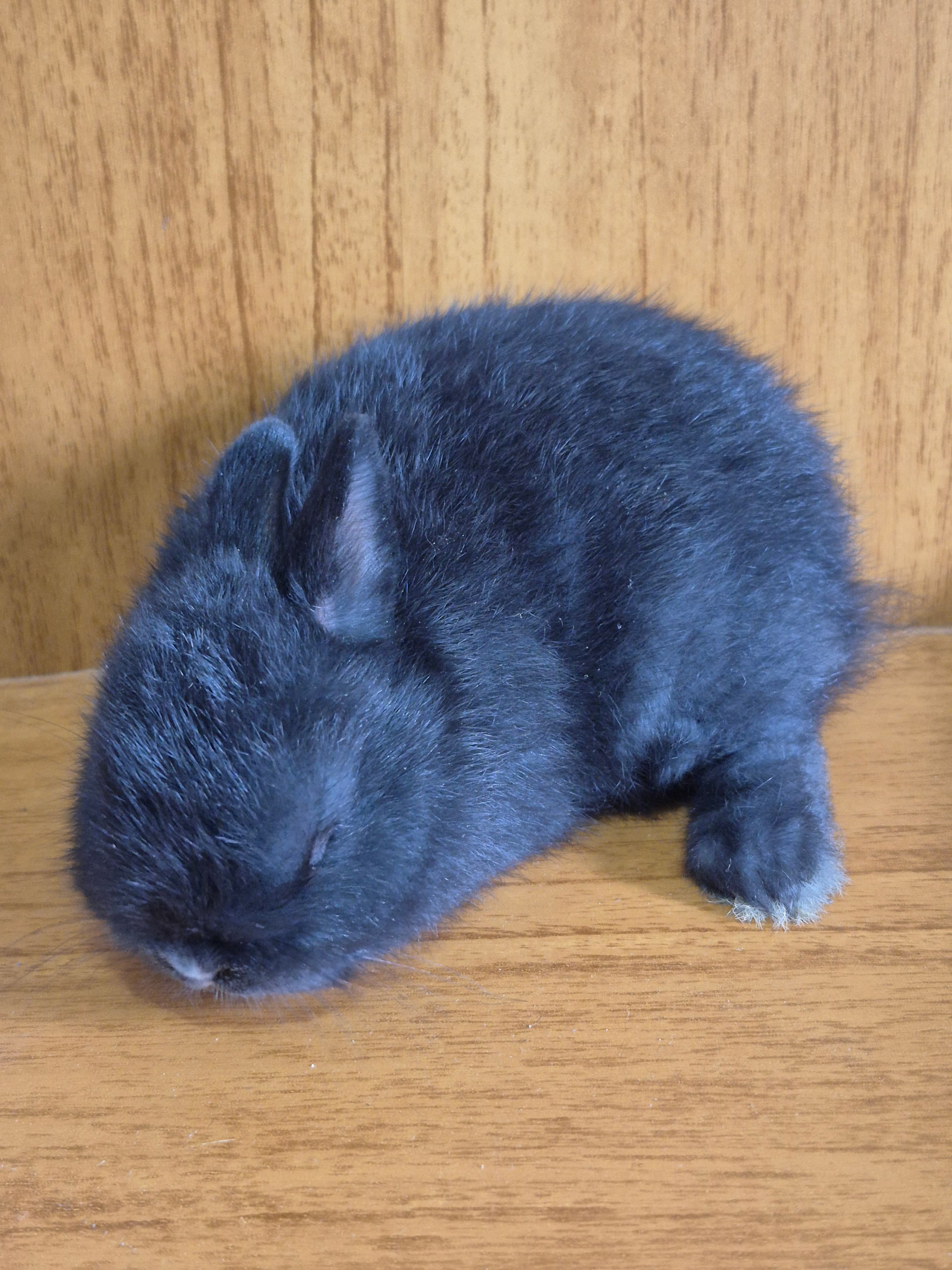 Netherland Dwarf (Anão Holandês)