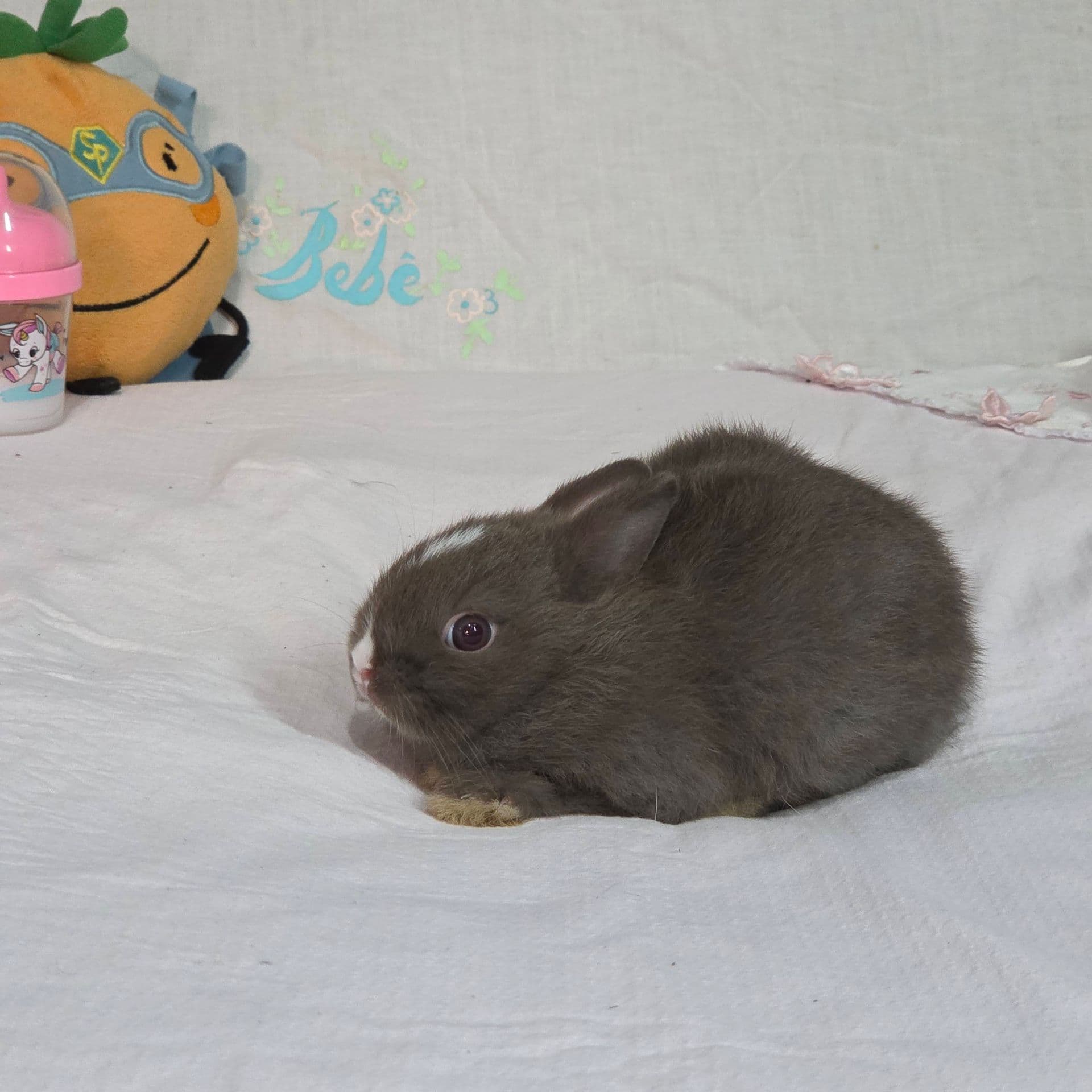Chocolate broken - Netherland Dwarf