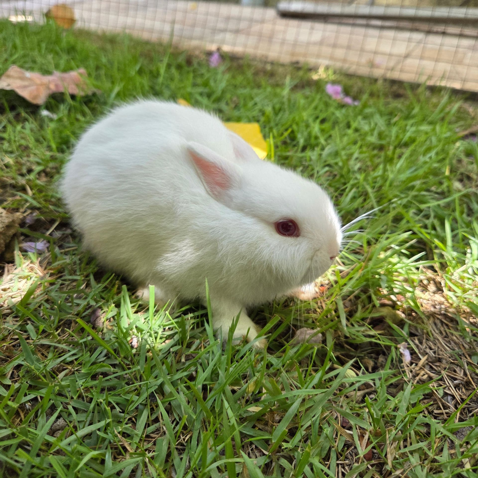 Netherland Dwarf (Anão Holandês)