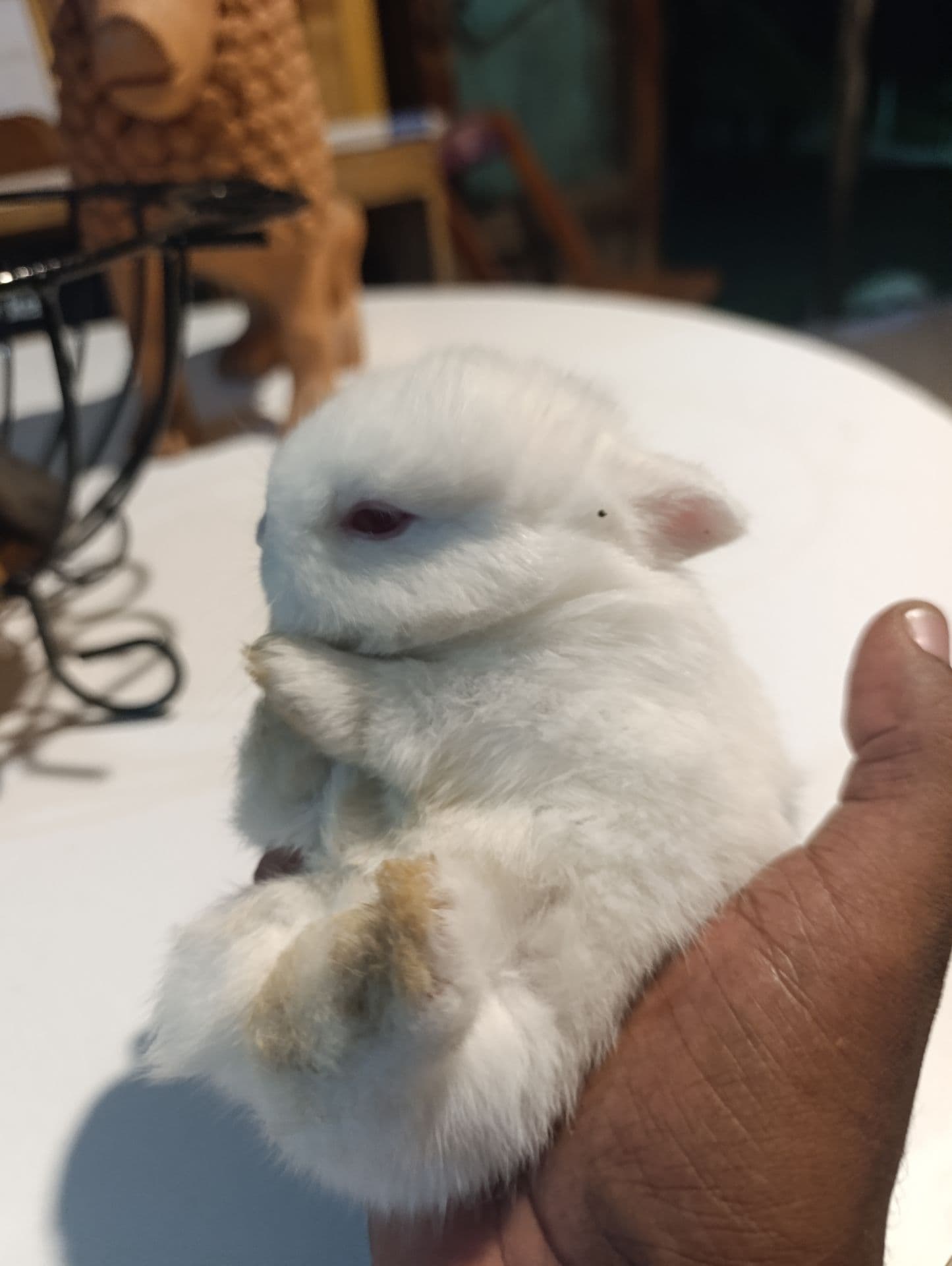 Mini Lop Uruguaio (Linhagem)