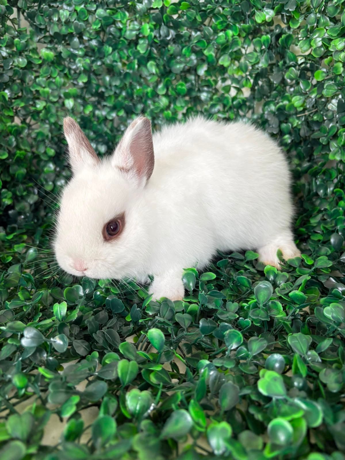 Netherland Dwarf (Anão Holandês)