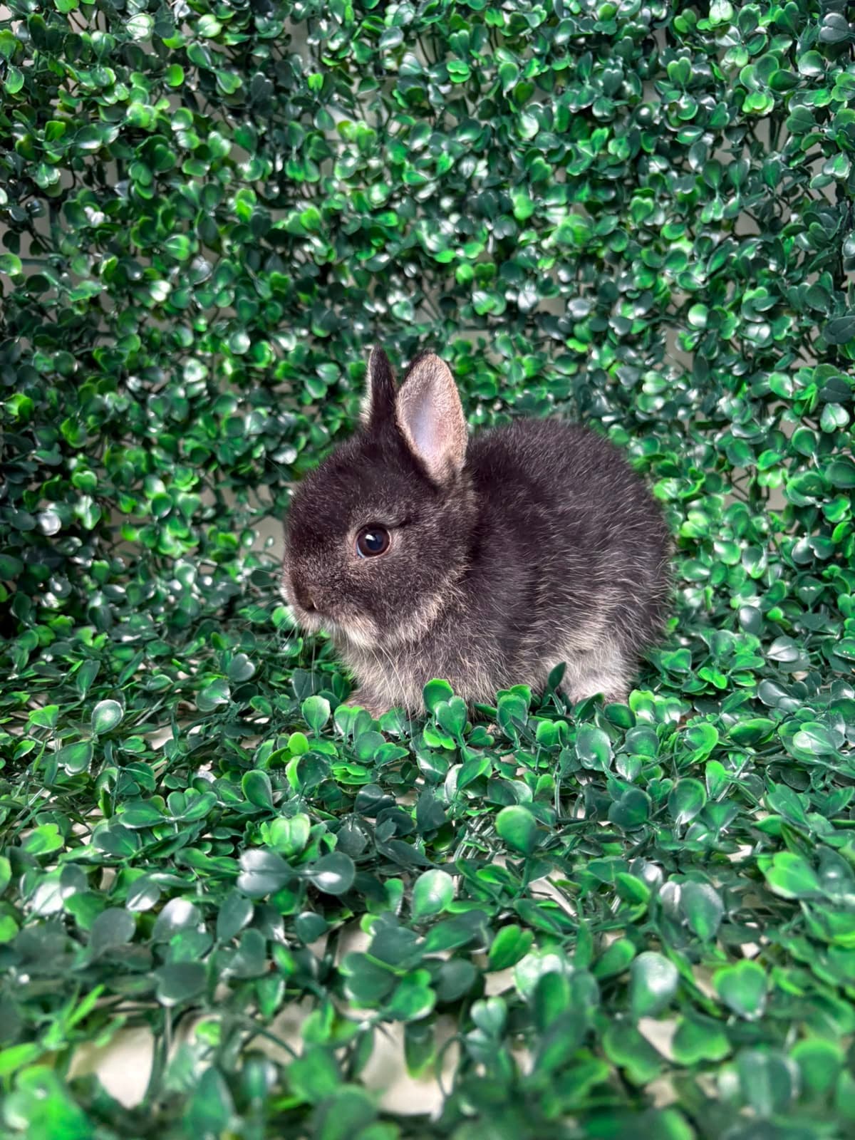 Netherland Dwarf (Anão Holandês)