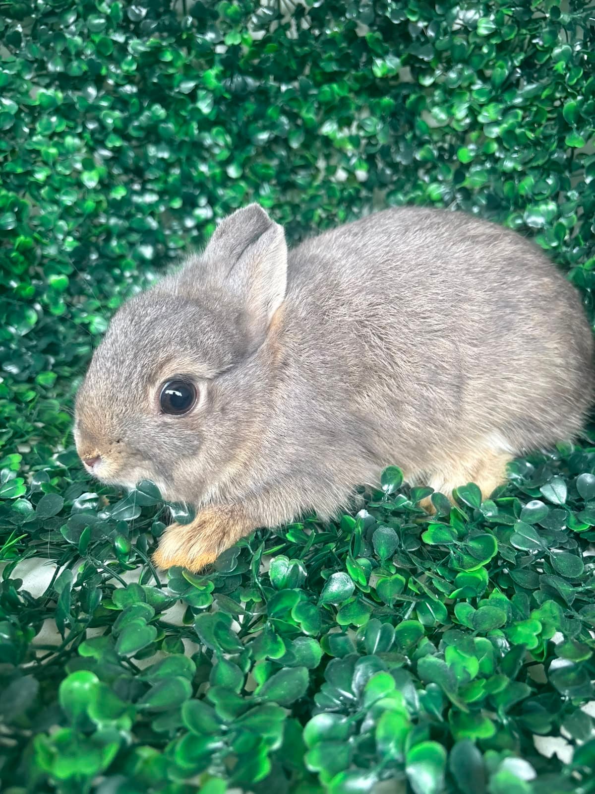 Netherland Dwarf (Anão Holandês)