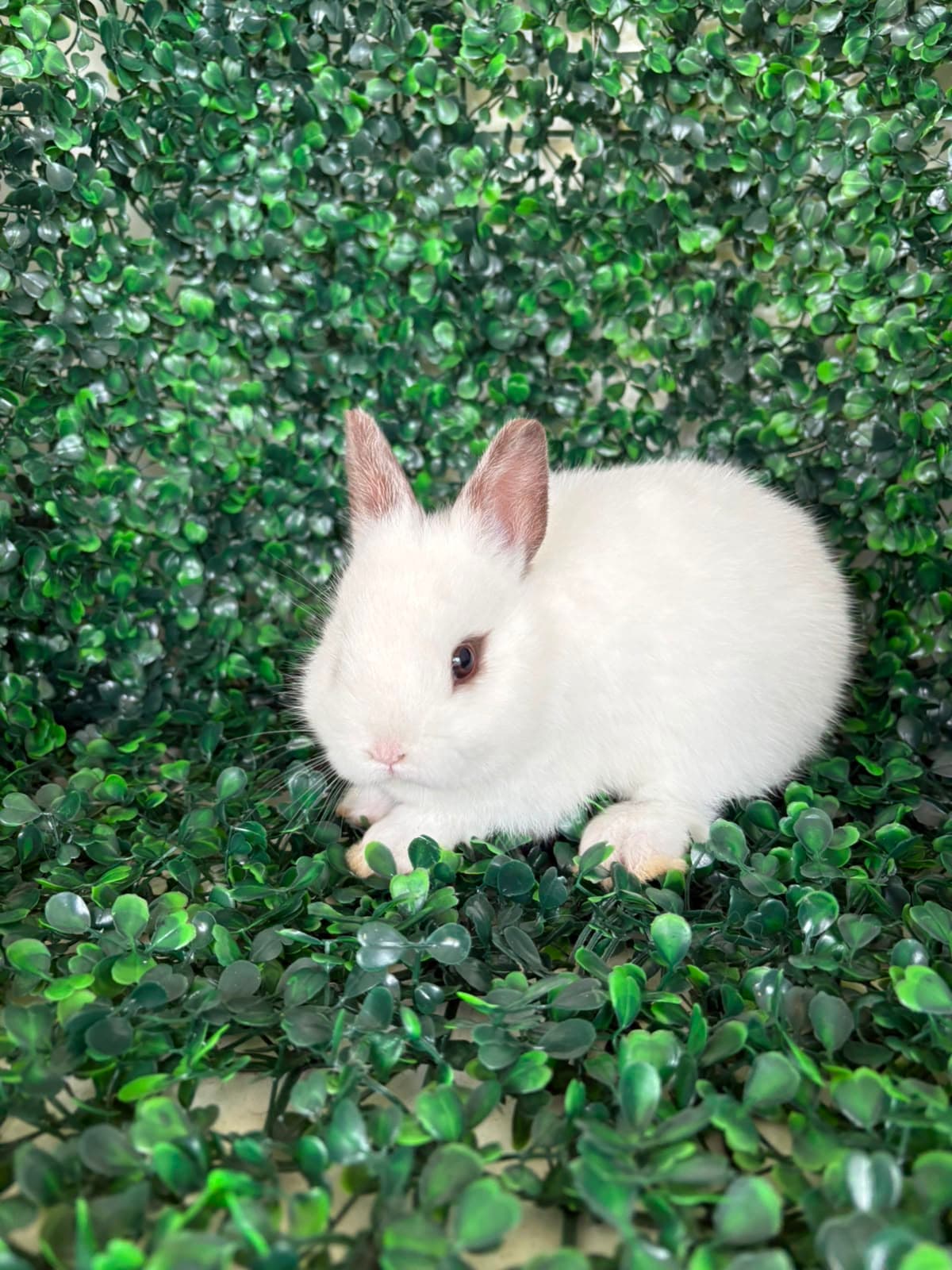 Netherland Dwarf (Anão Holandês)