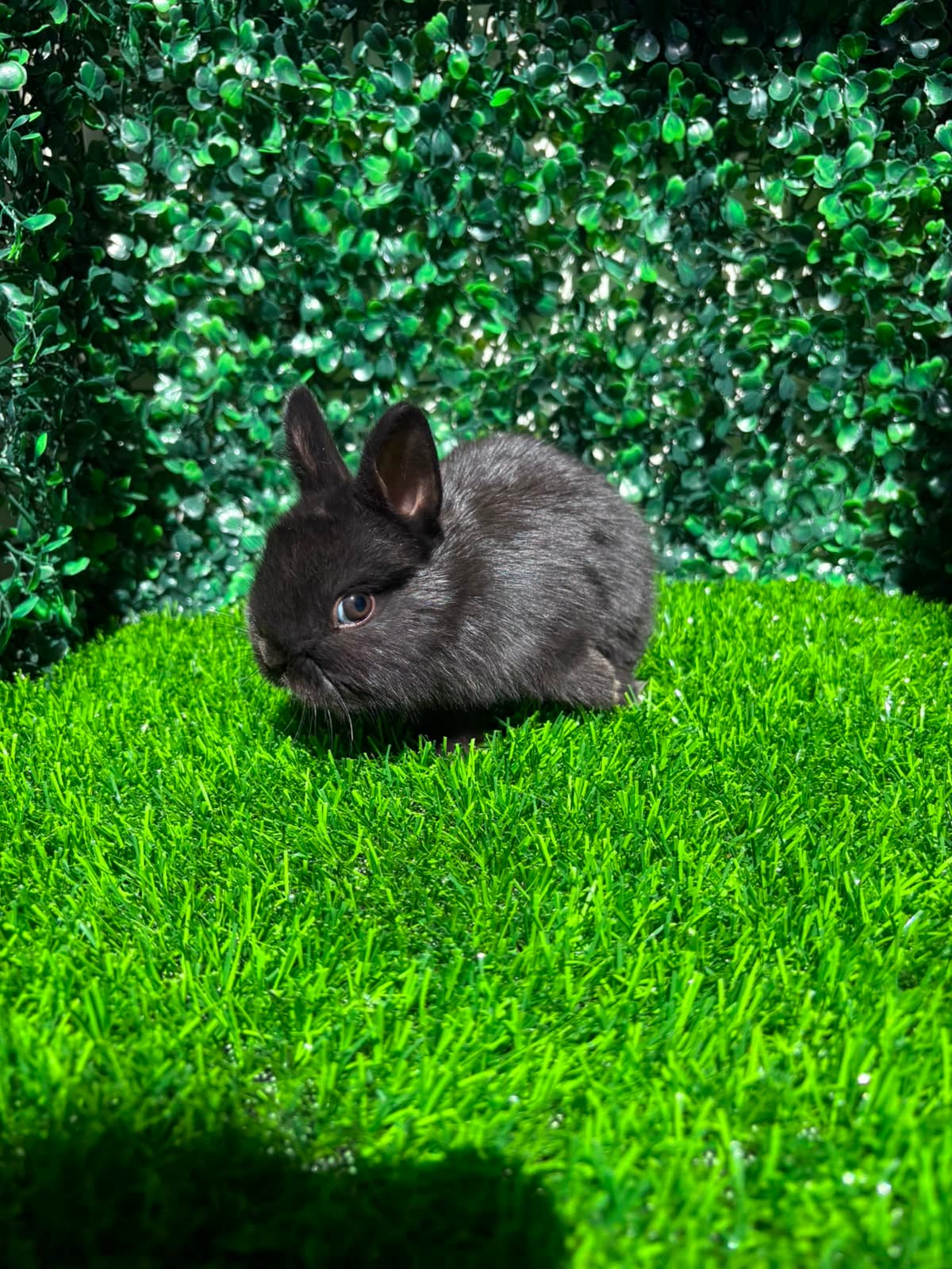 Netherland Dwarf (Anão Holandês)