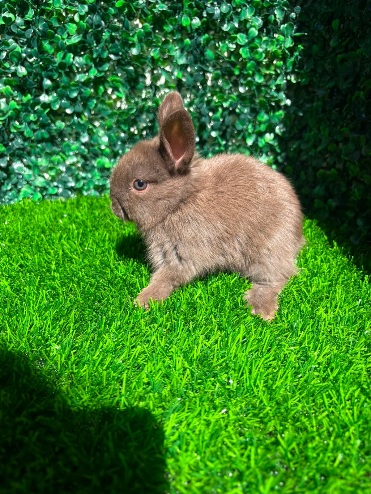 Netherland Dwarf (Anão Holandês)