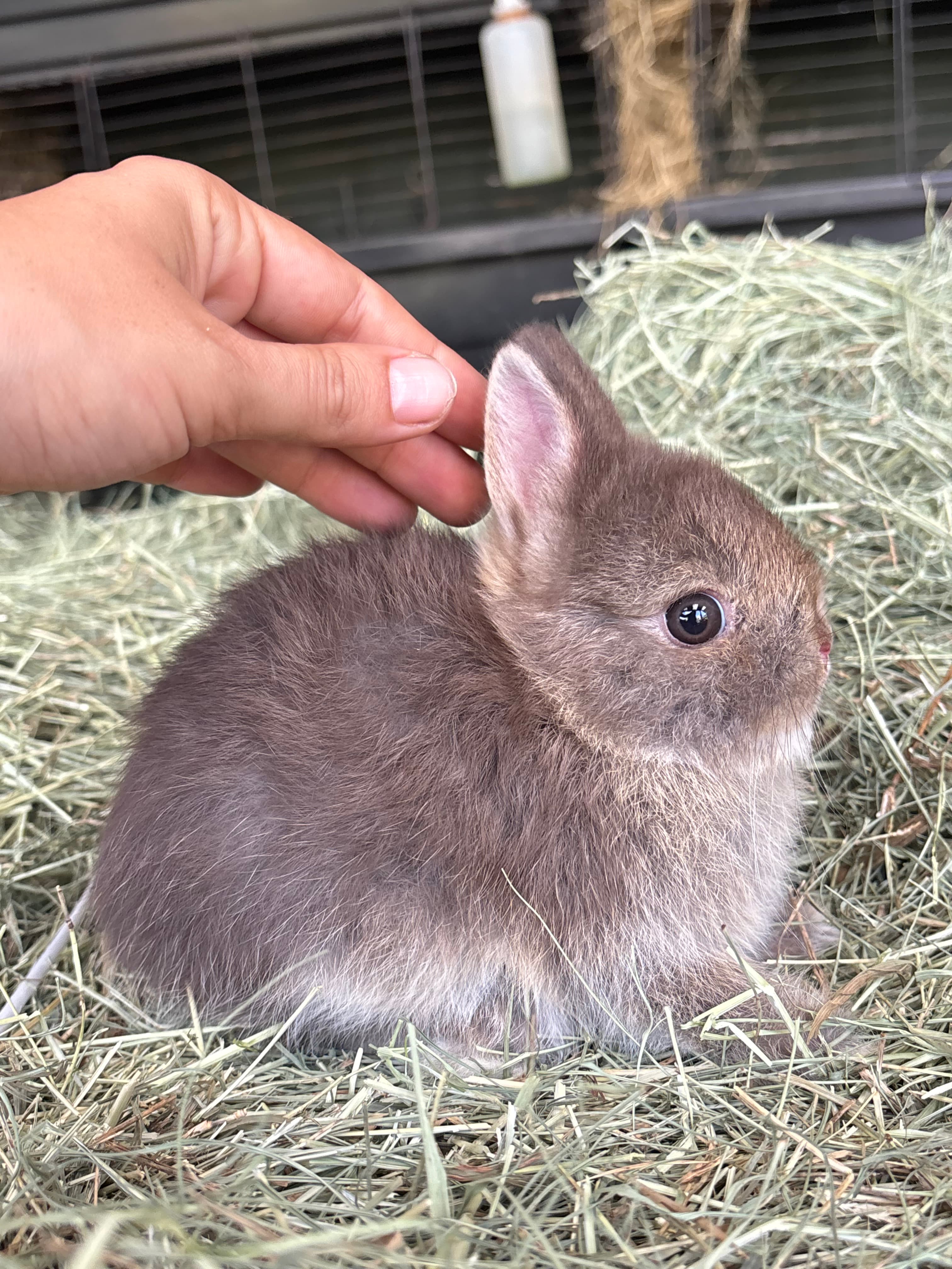 Netherland Dwarf (Anão Holandês)