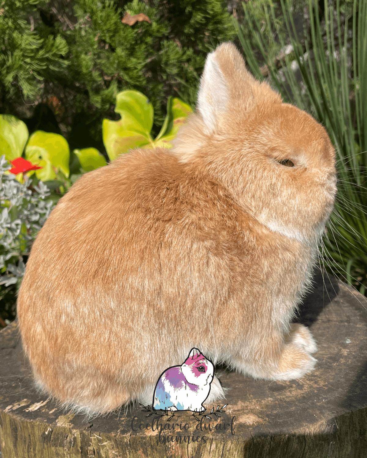 Pai