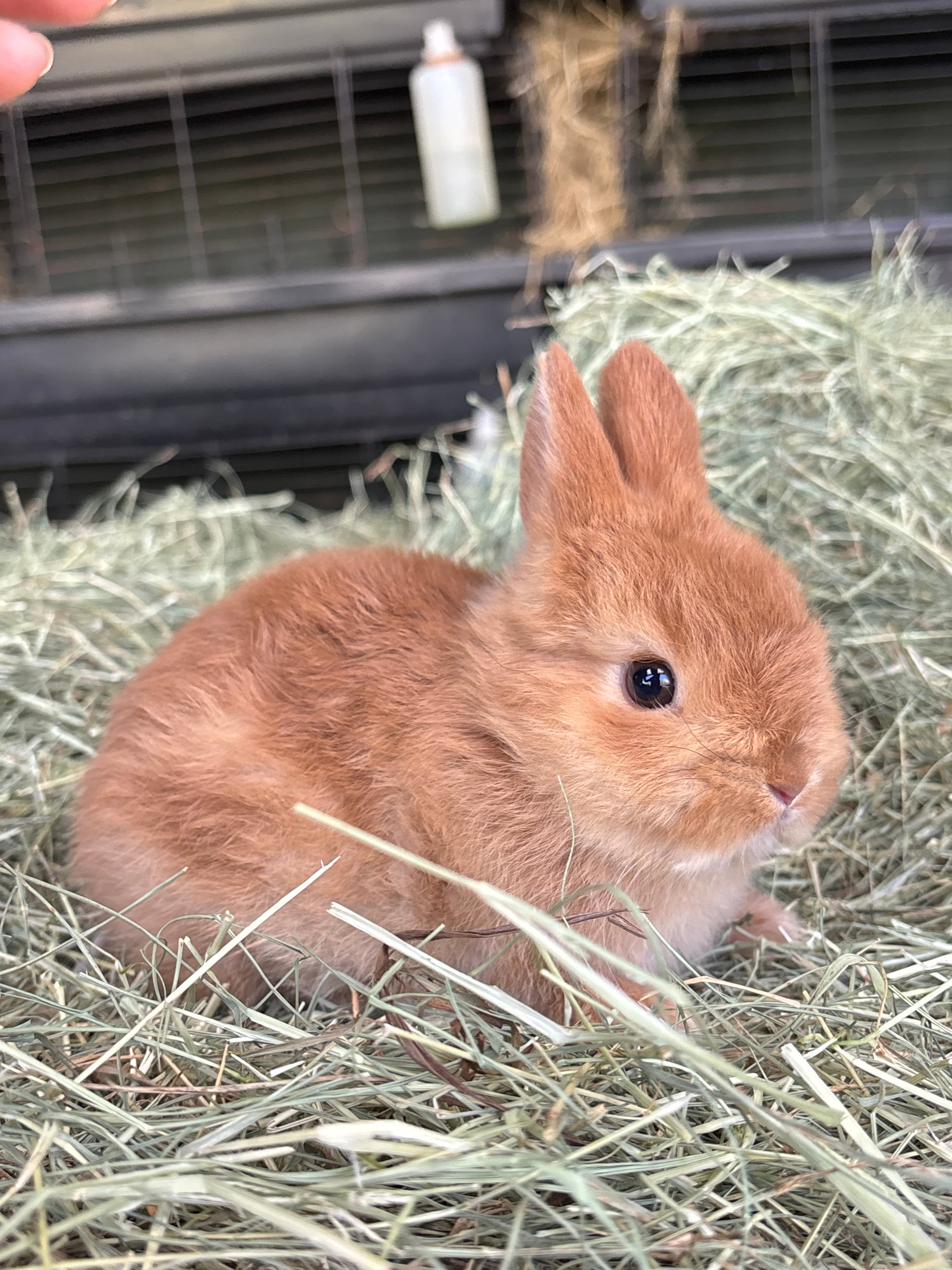 Netherland Dwarf (Anão Holandês)