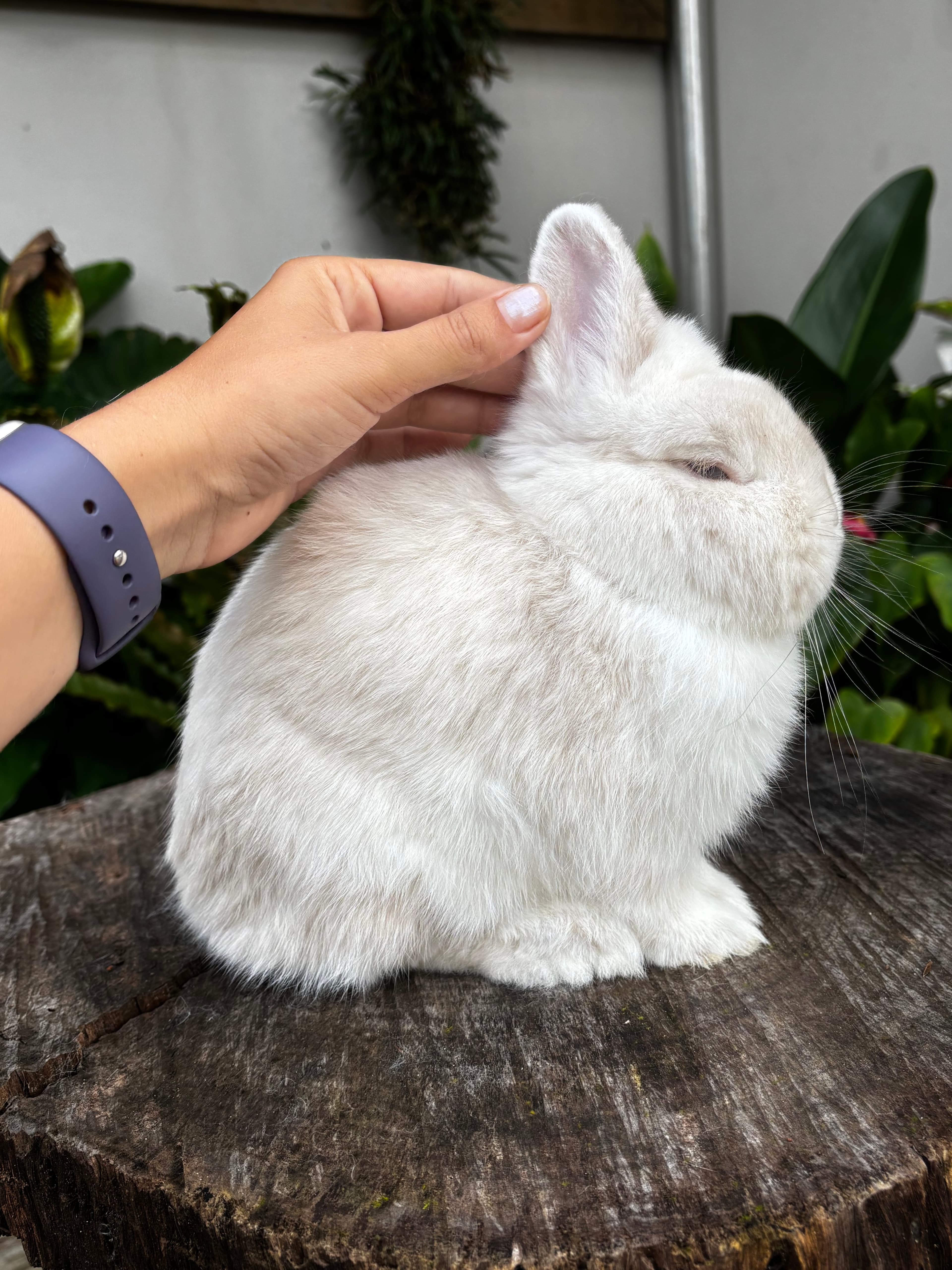 Mãe