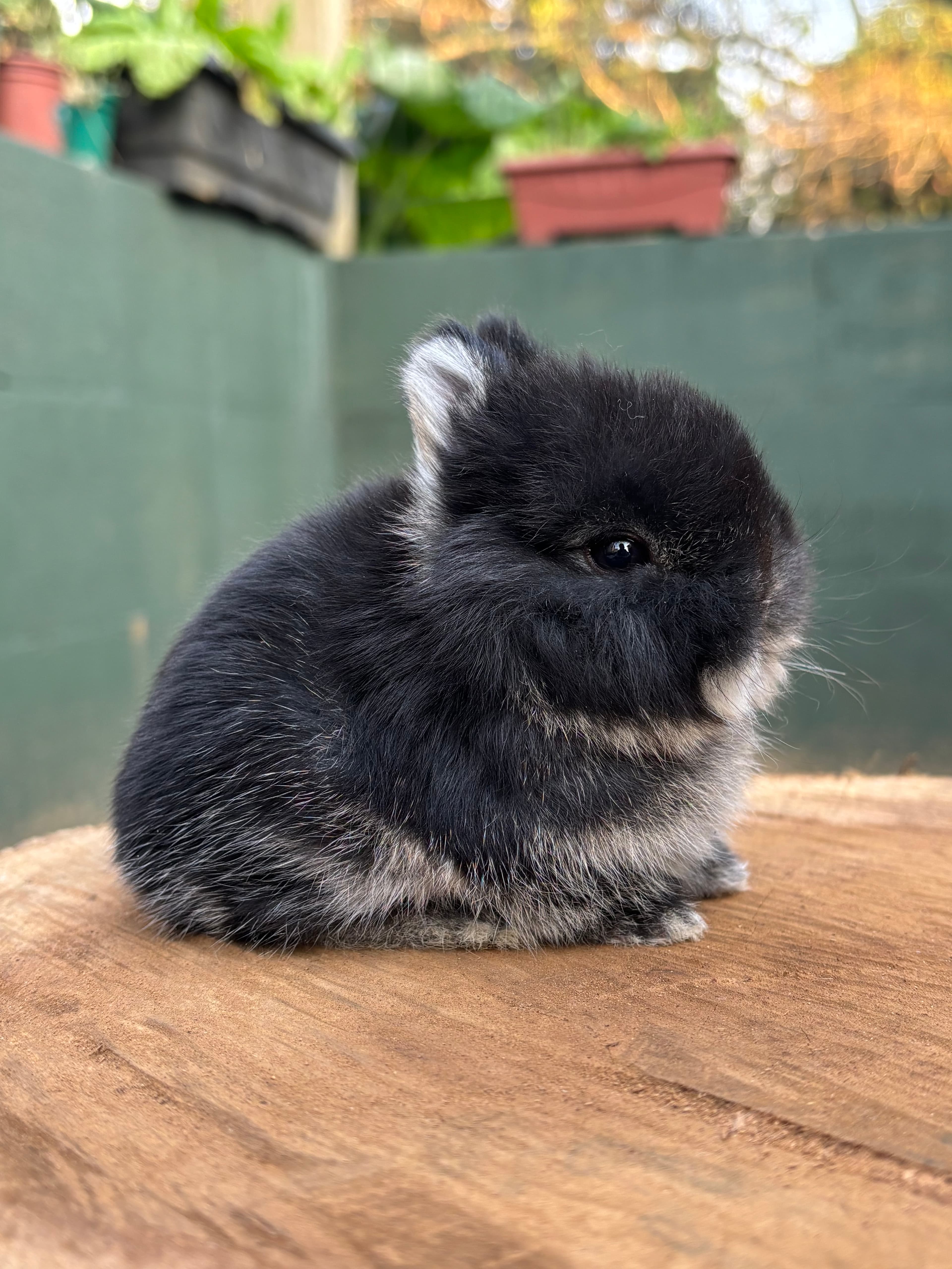 Netherland Dwarf (Anão Holandês)