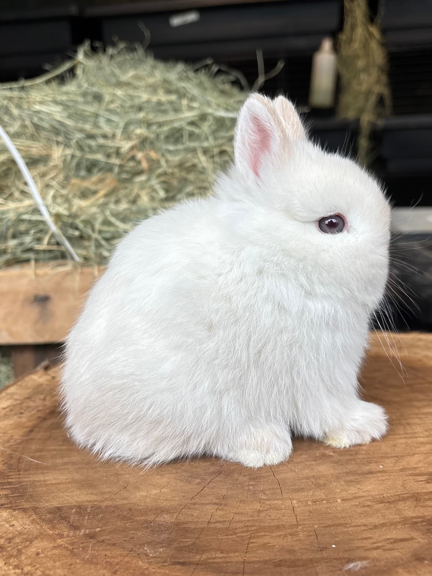 Netherland Dwarf (Anão Holandês)