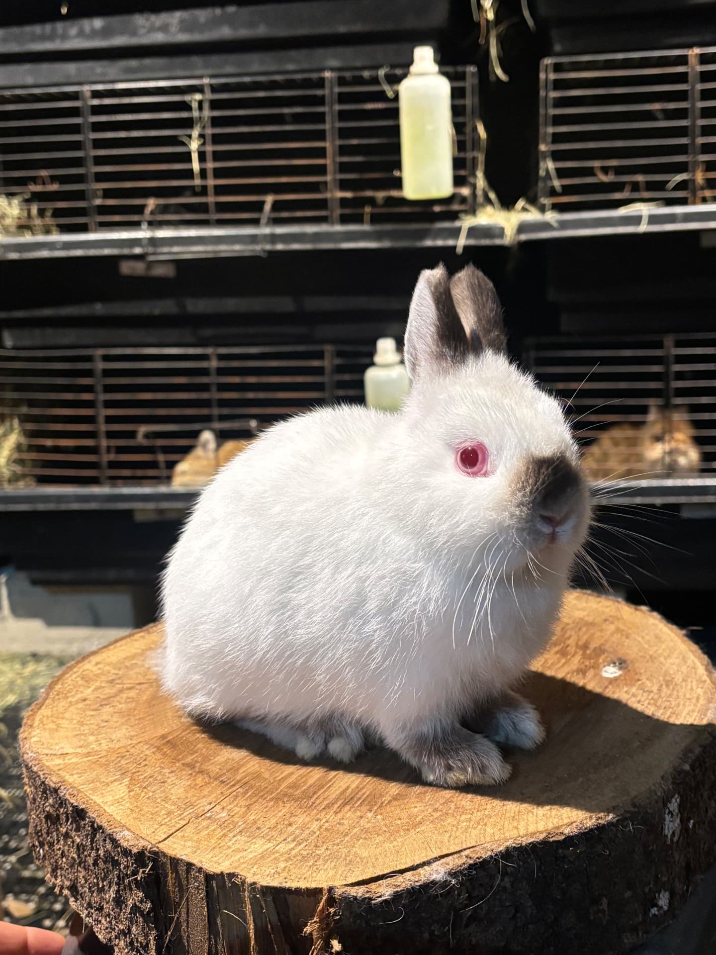 Netherland Dwarf (Anão Holandês)