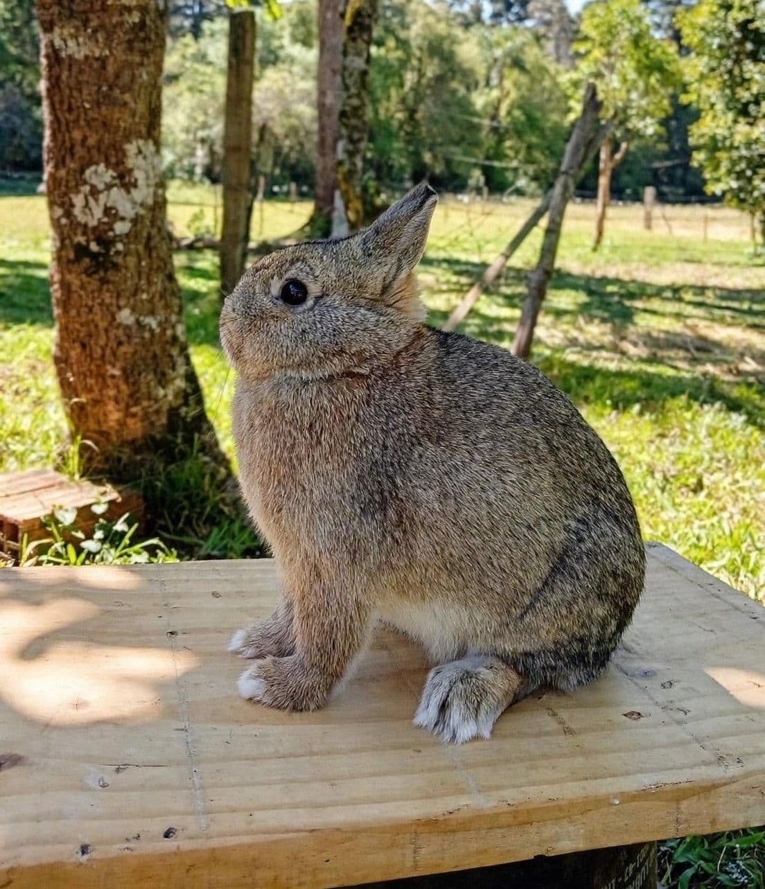 Netherland Dwarf (Anão Holandês)