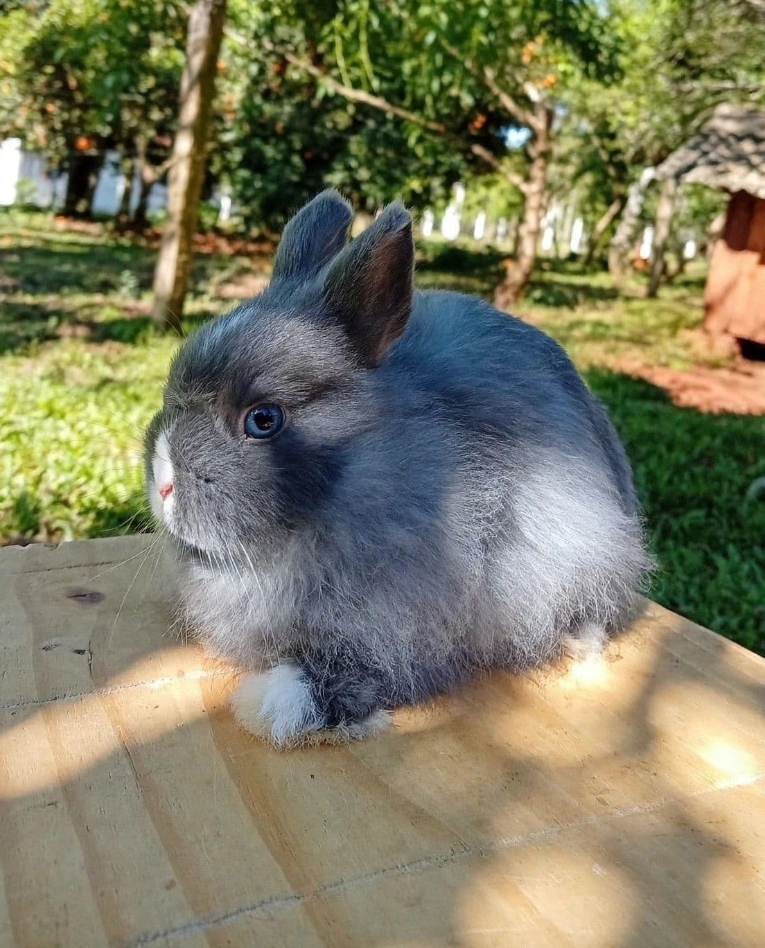 Netherland Dwarf (Anão Holandês)