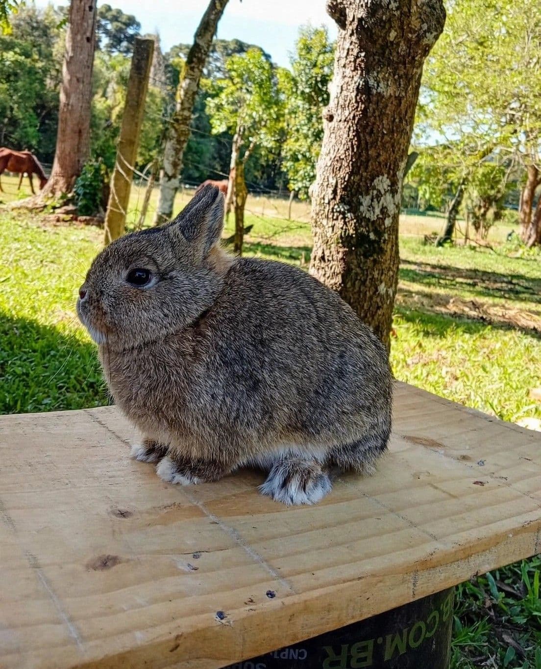 Netherland Dwarf (Anão Holandês)