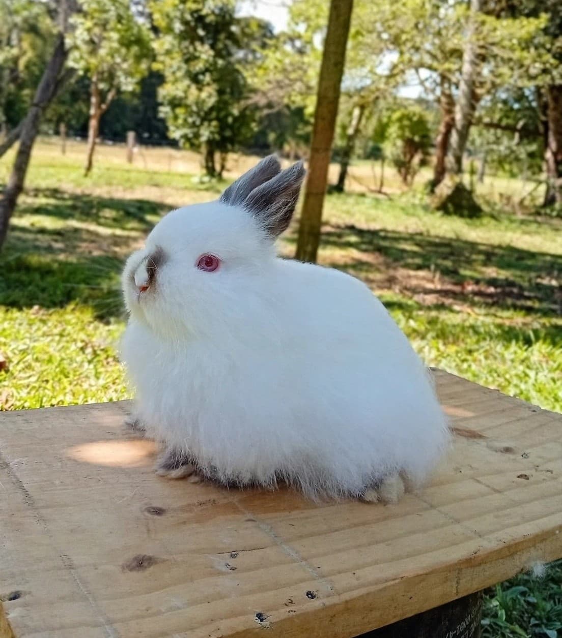 Netherland Dwarf (Anão Holandês)