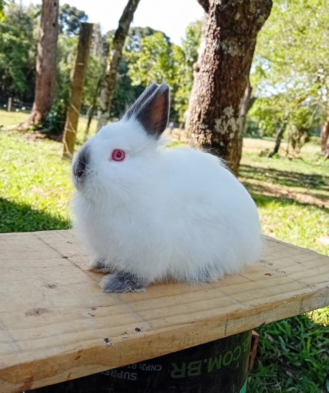Netherland Dwarf (Anão Holandês)