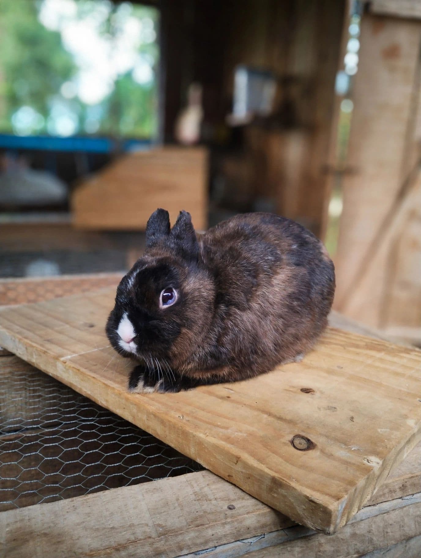 Netherland Dwarf (Anão Holandês)