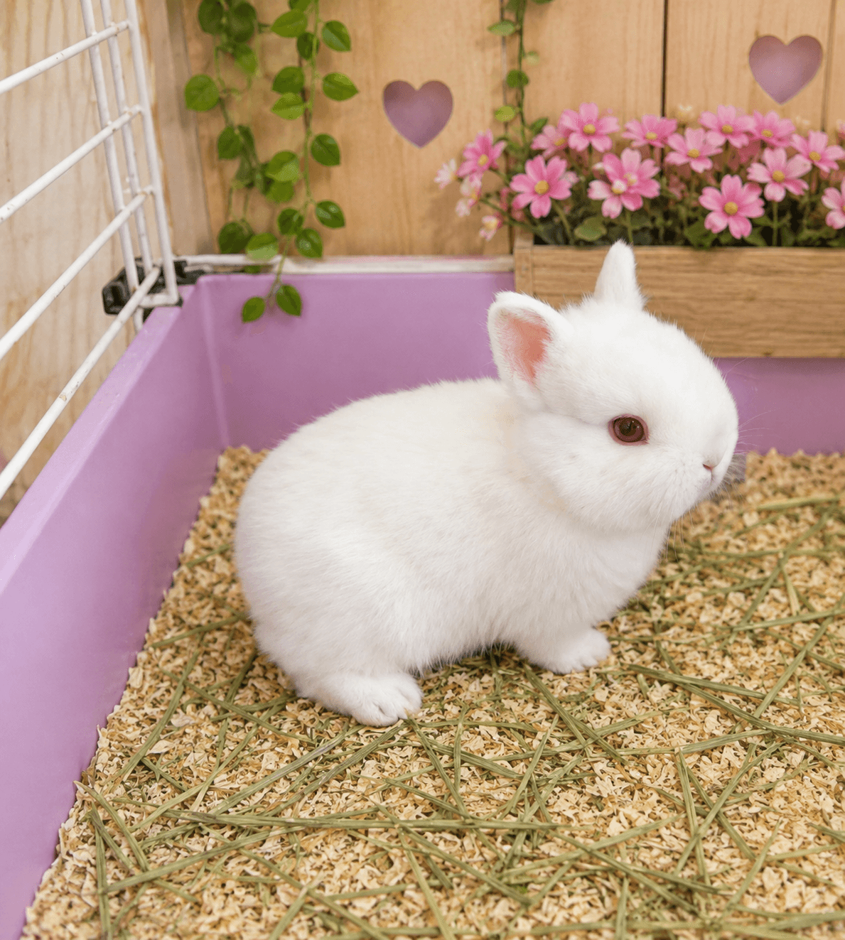 Netherland Dwarf (Anão Holandês)