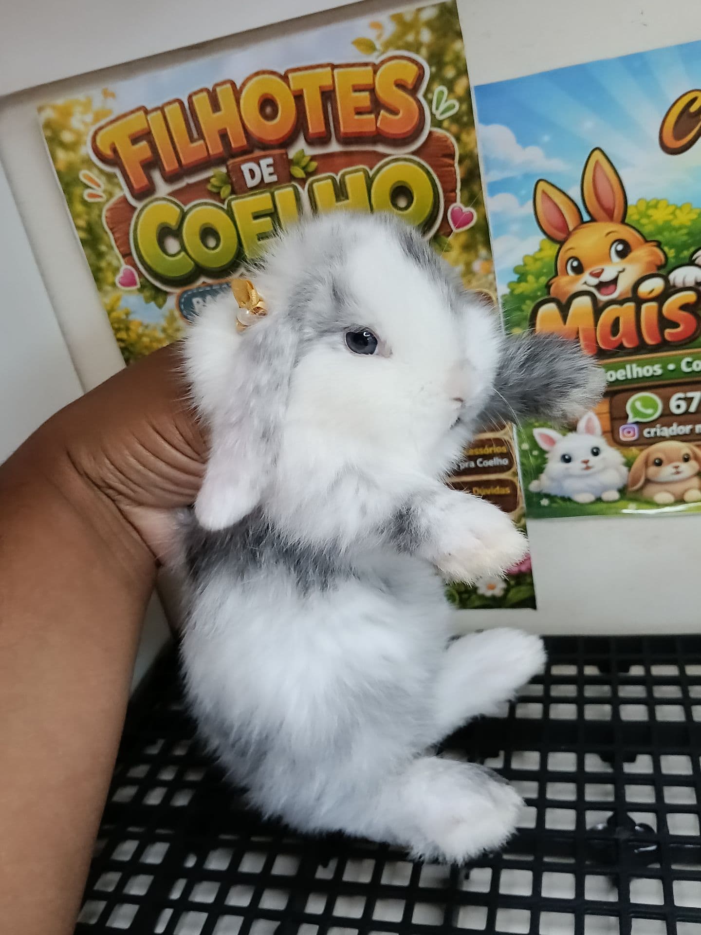 Mini Lop Linhagem Uruguai