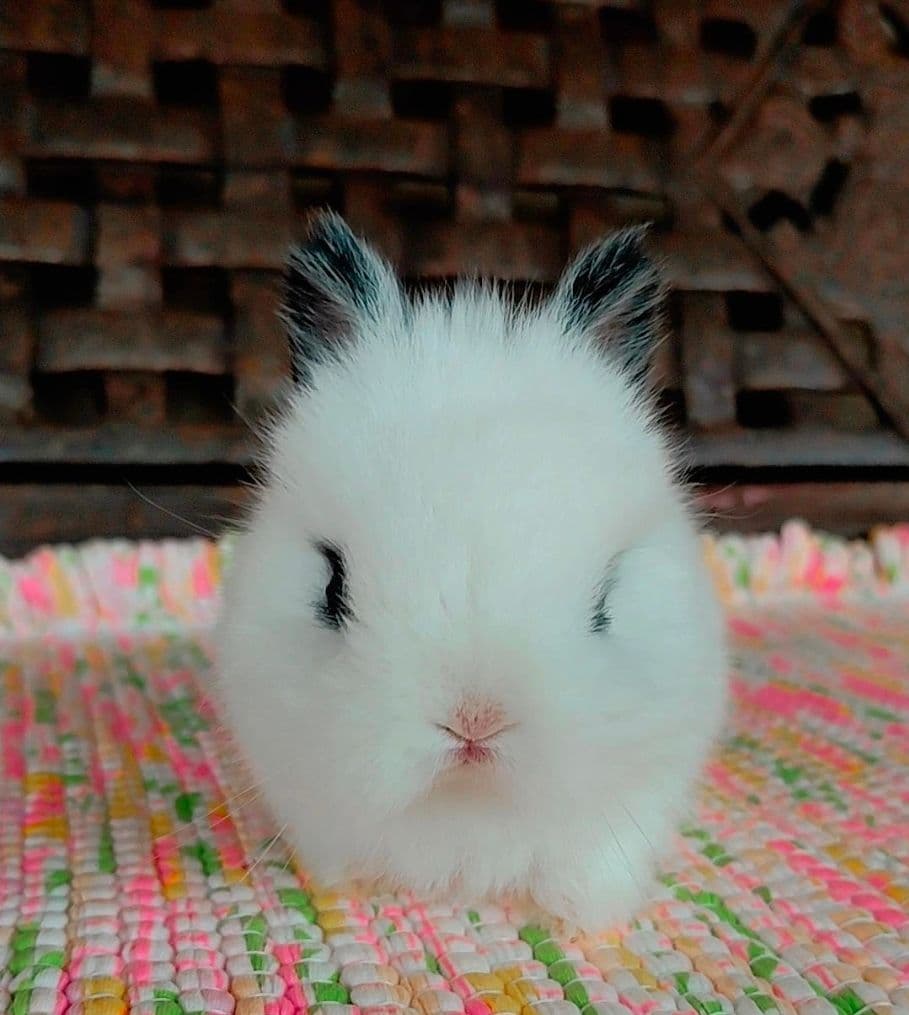 Netherland Dwarf (Anão Holandês)