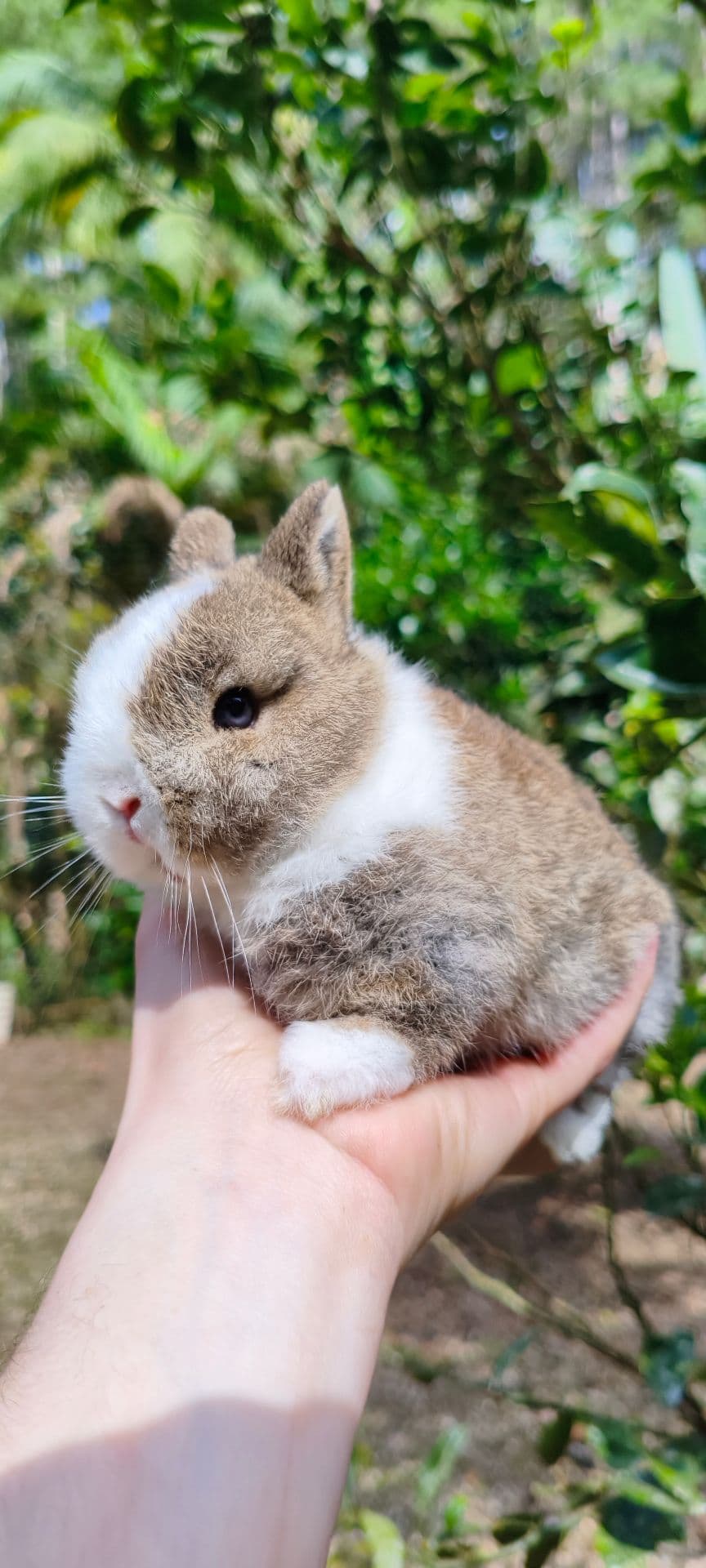 Netherland Dwarf (Anão Holandês)