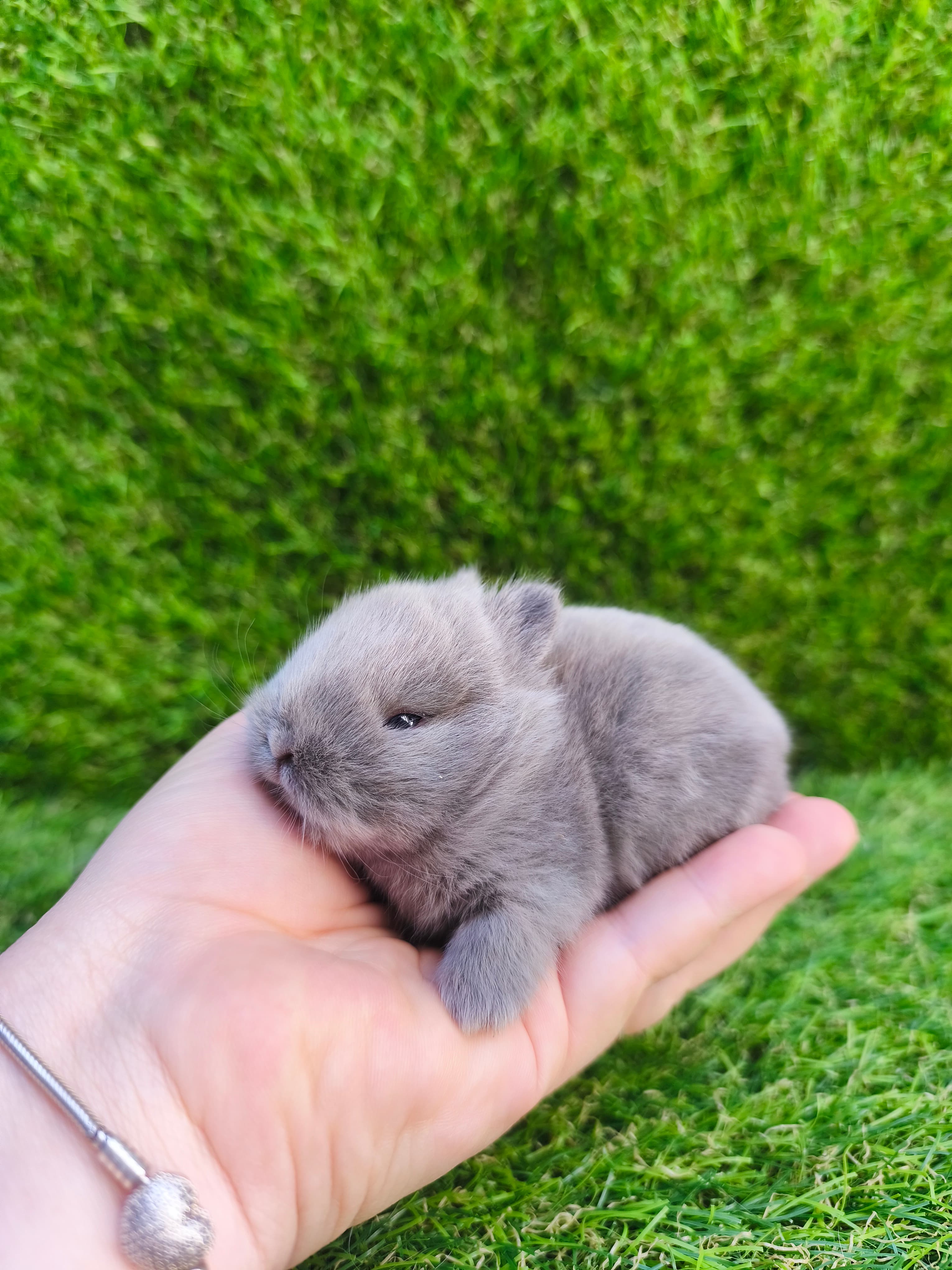 Netherland Dwarf (Anão Holandês)