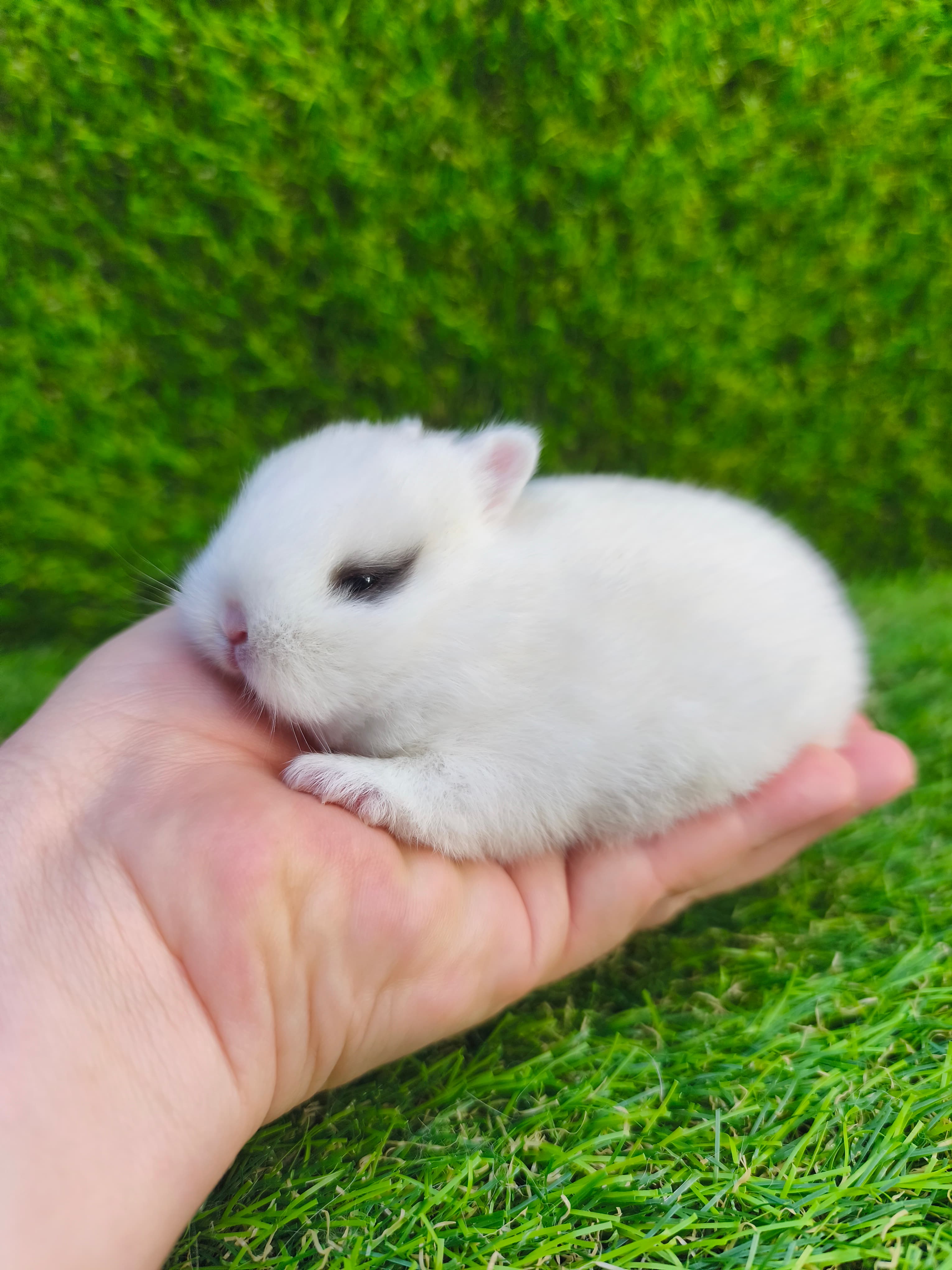 Netherland Dwarf (Anão Holandês)