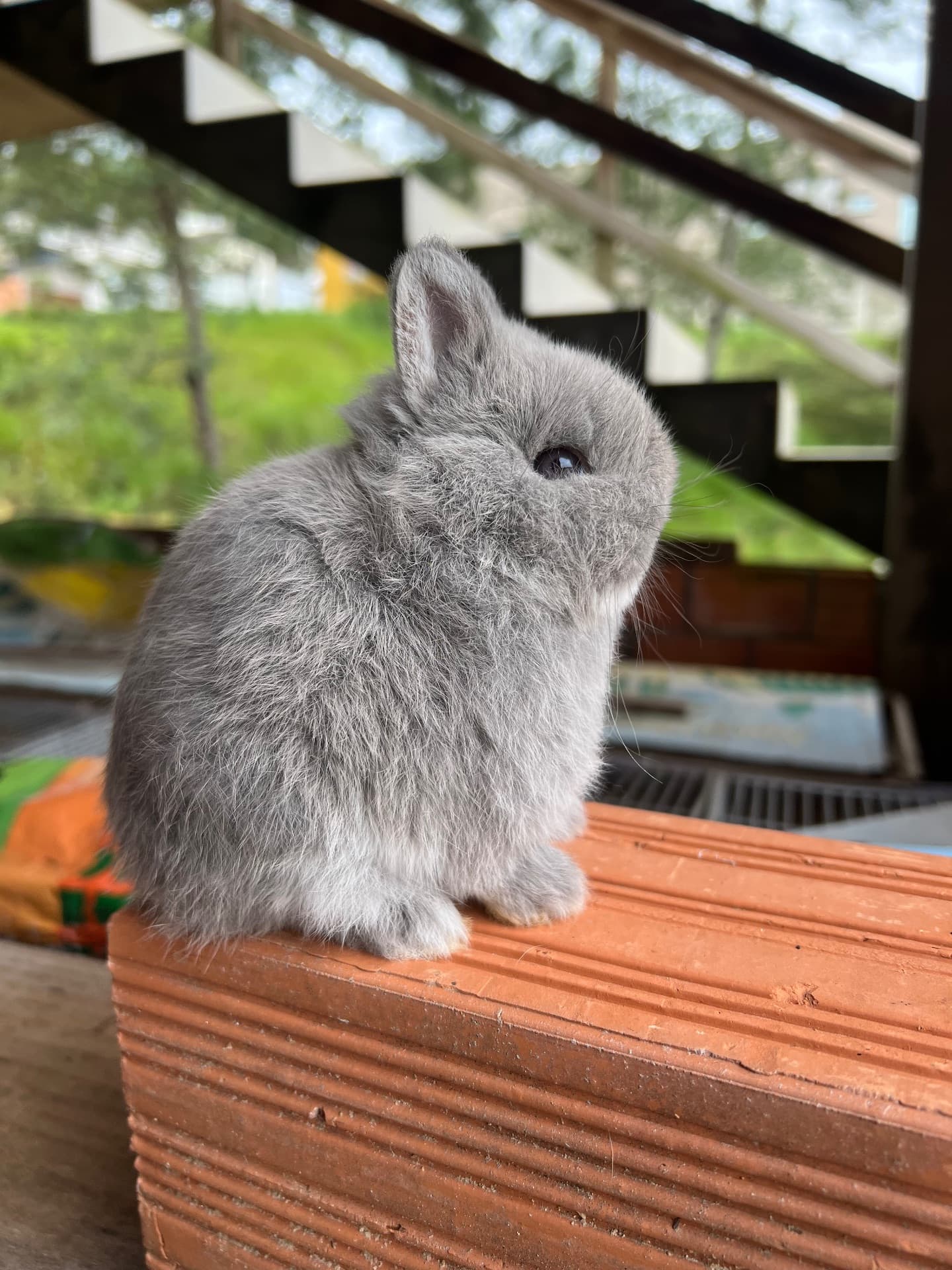 Netherland Dwarf (Anão Holandês)