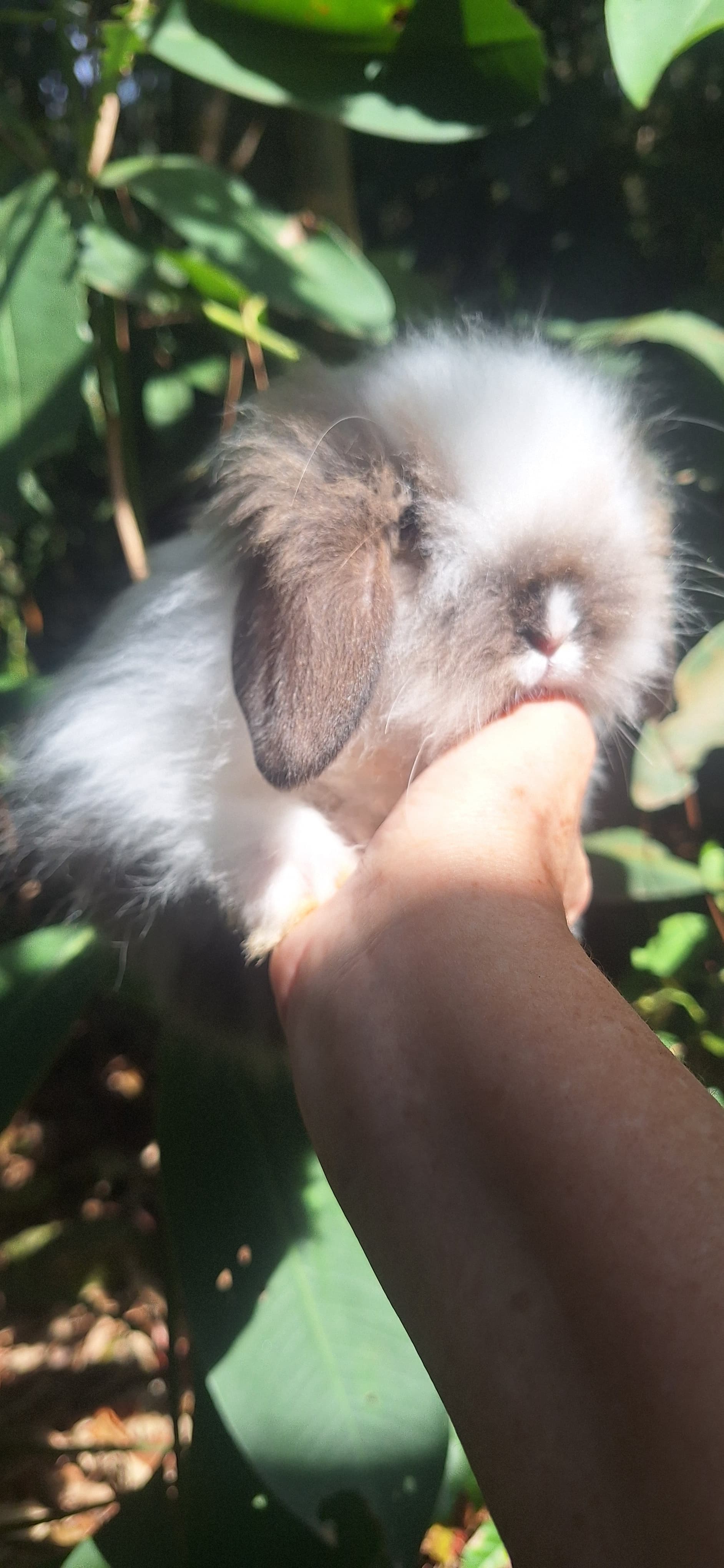 Vila Zoo