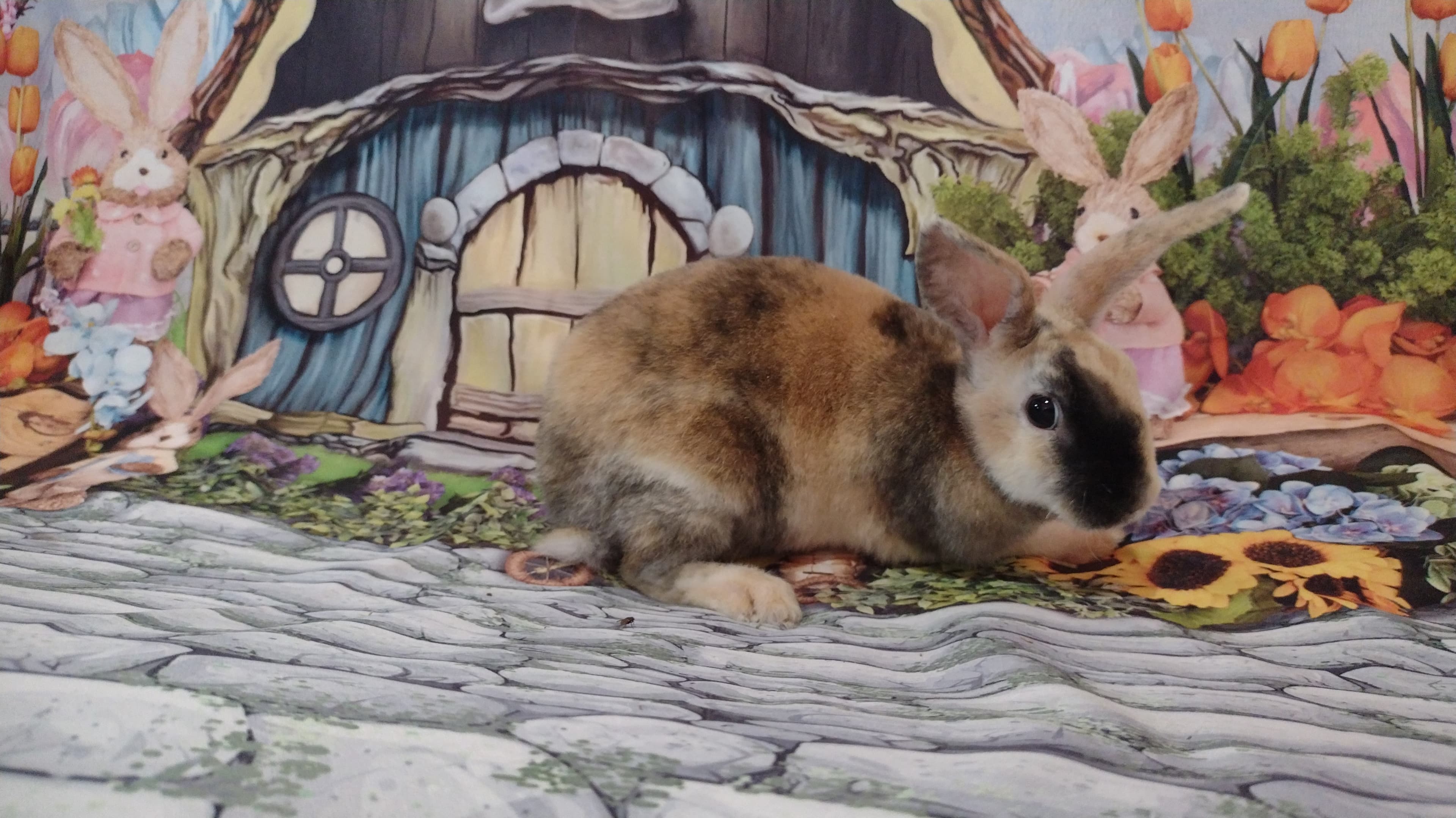 Mini Rex
