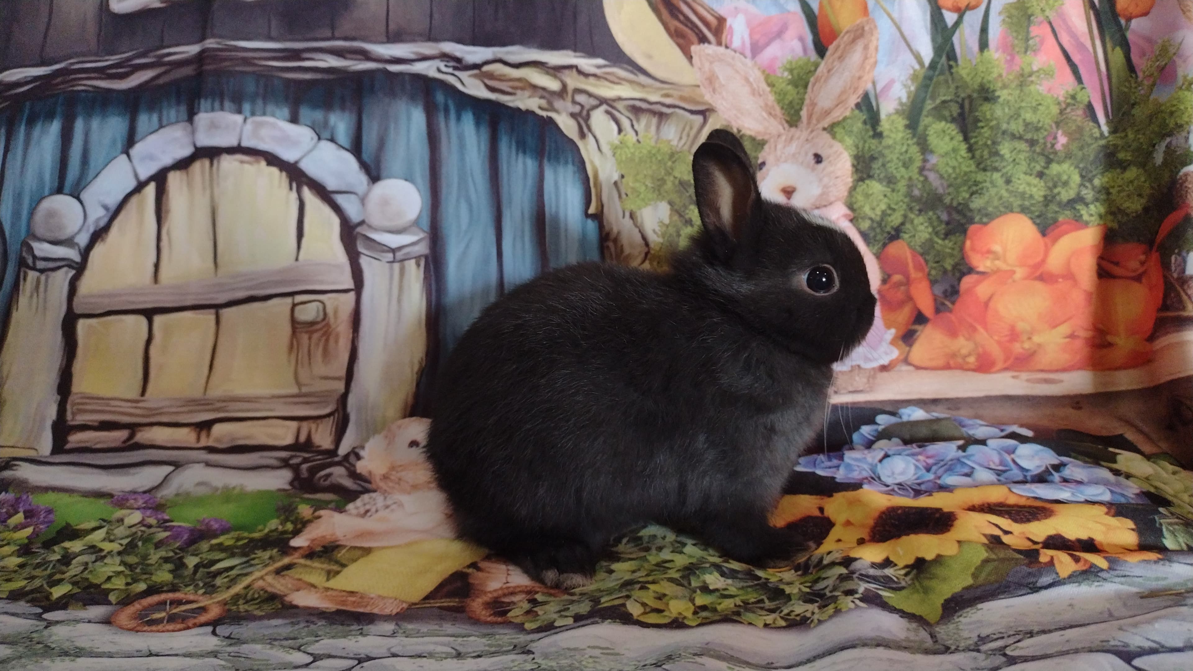 Netherland Dwarf (Anão Holandês)