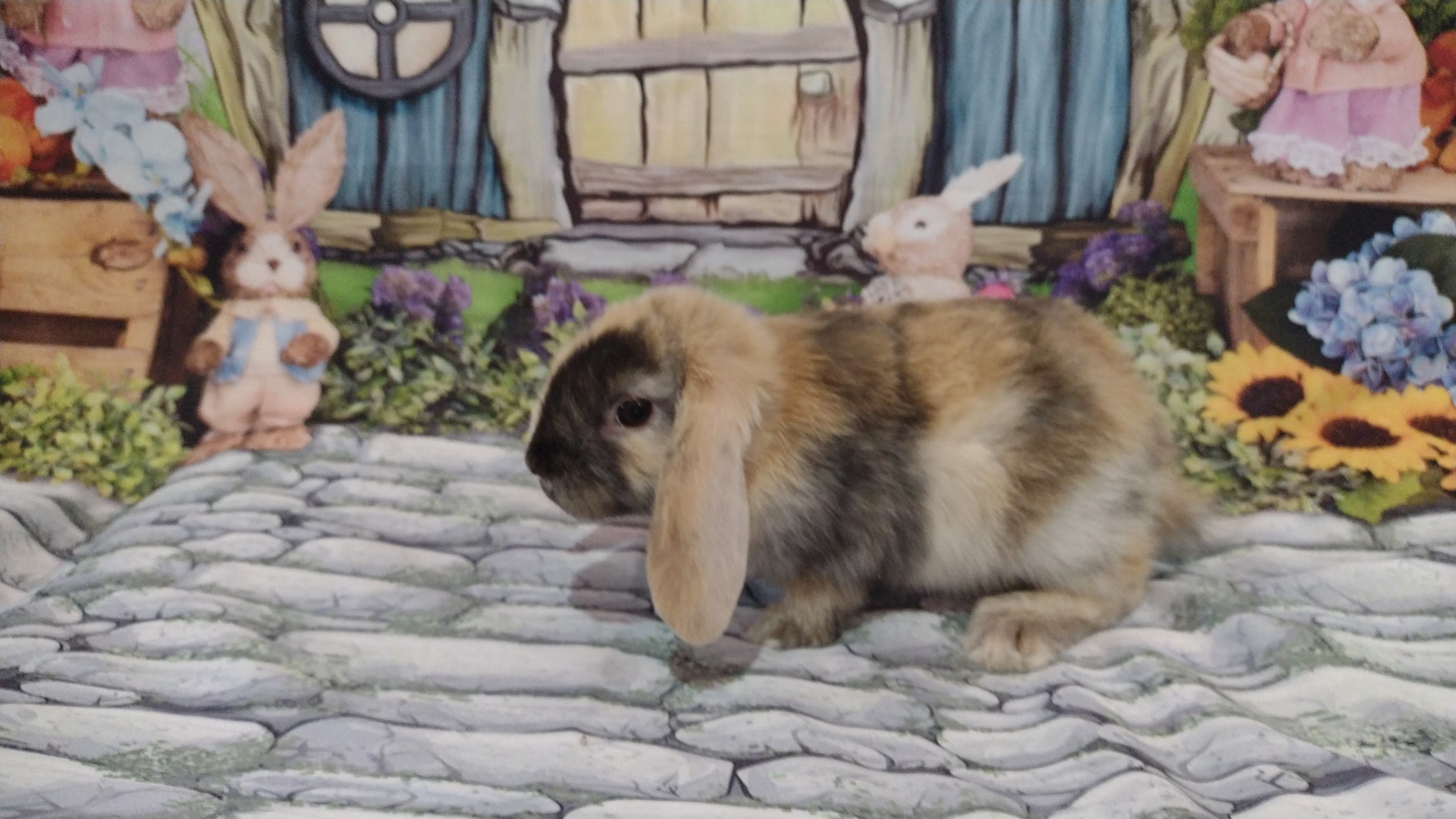 Mini Lop Uruguaio (Linhagem)