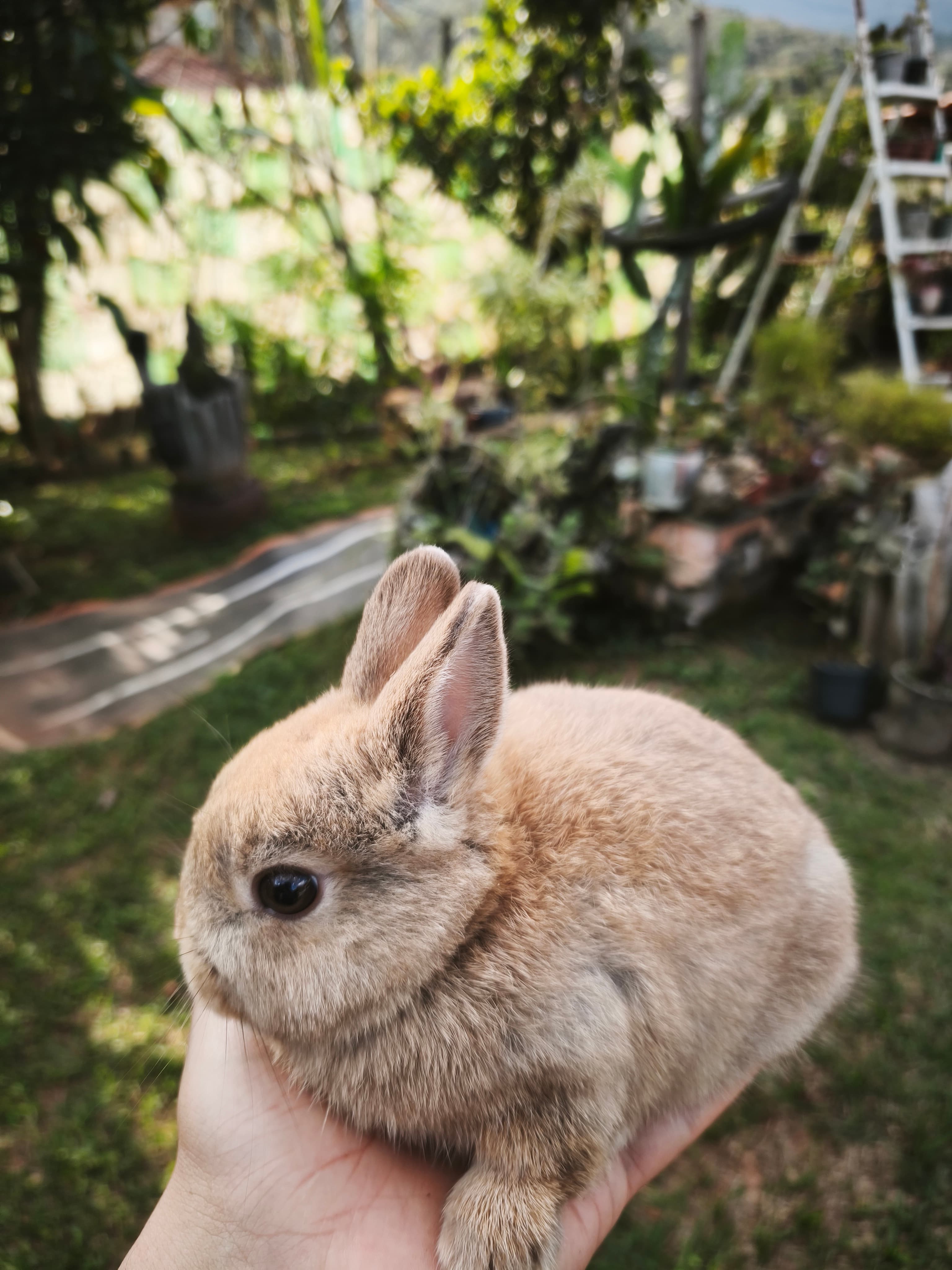 Netherland Dwarf (Anão Holandês)
