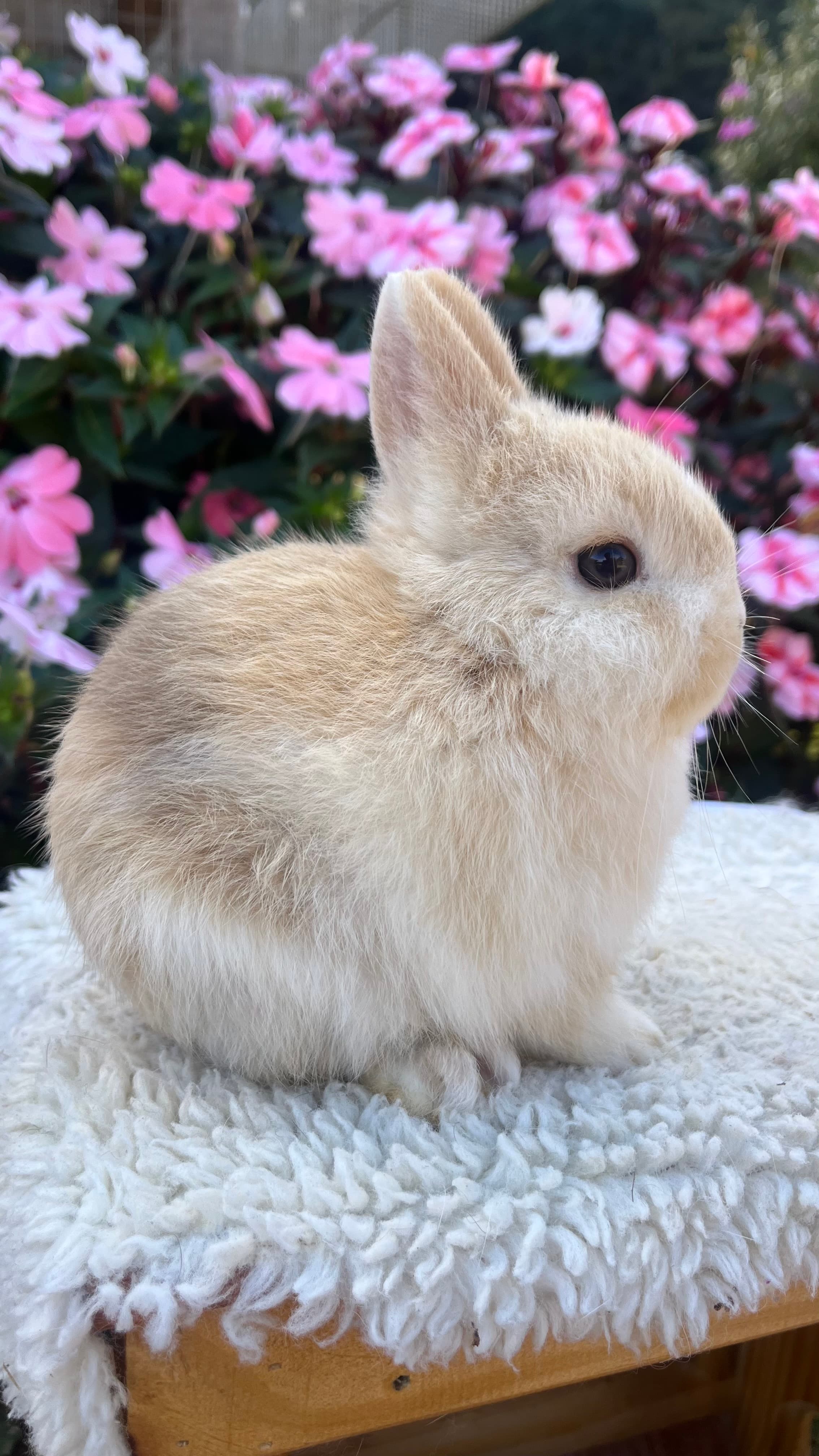 Netherland Dwarf (Anão Holandês)