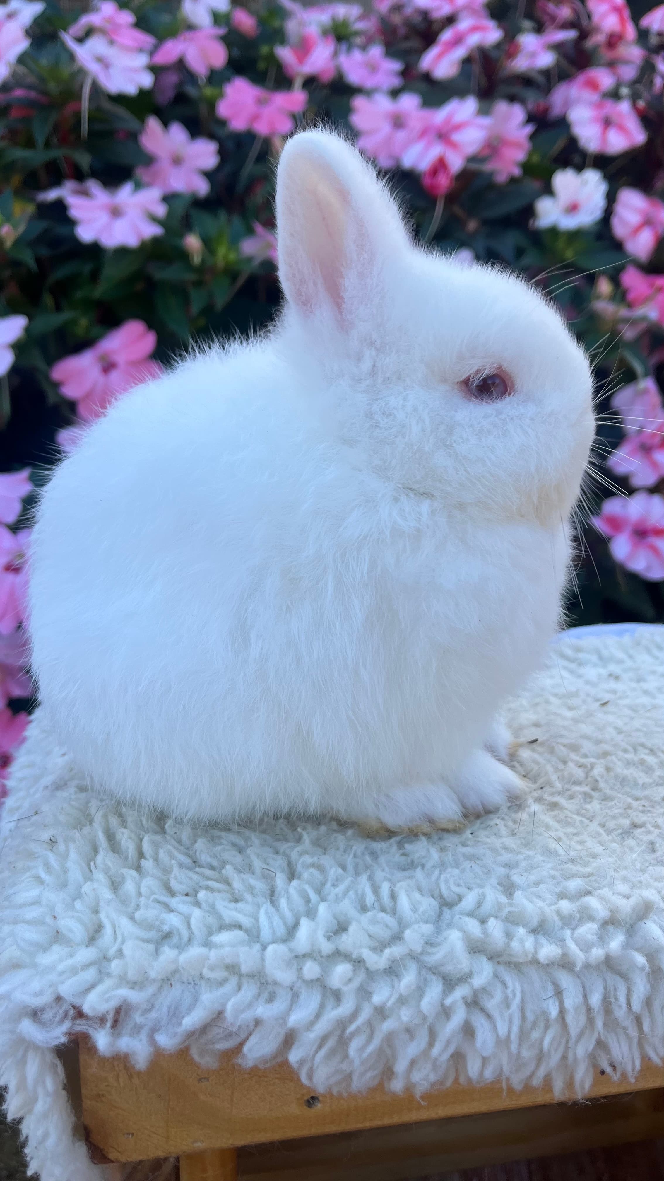 Netherland Dwarf (Anão Holandês)