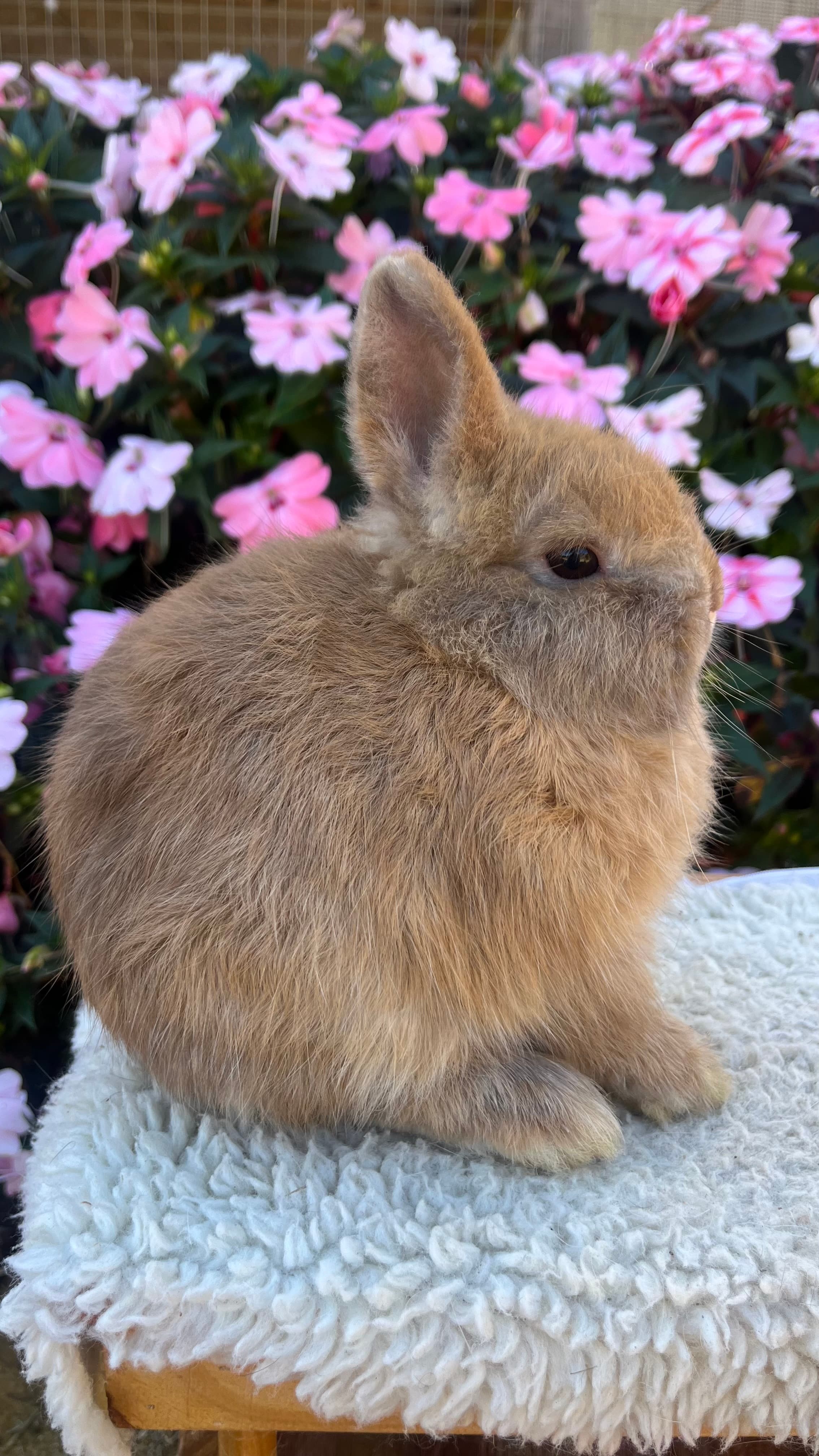 Netherland Dwarf (Anão Holandês)