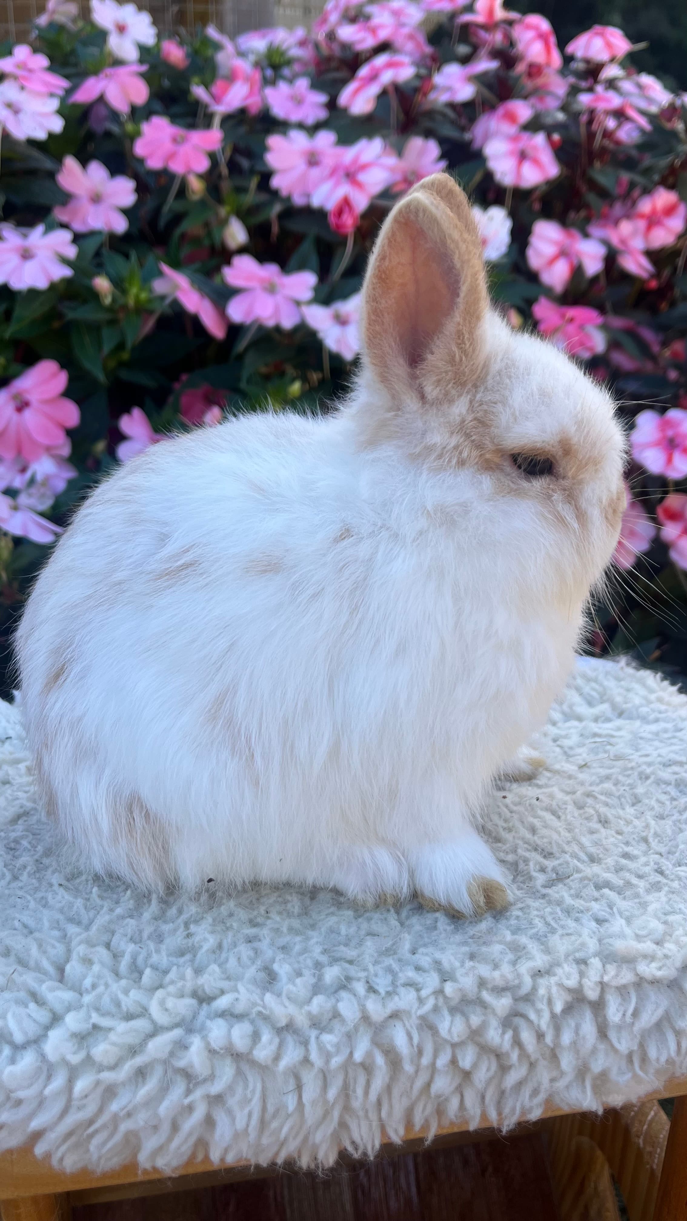 Netherland Dwarf (Anão Holandês)